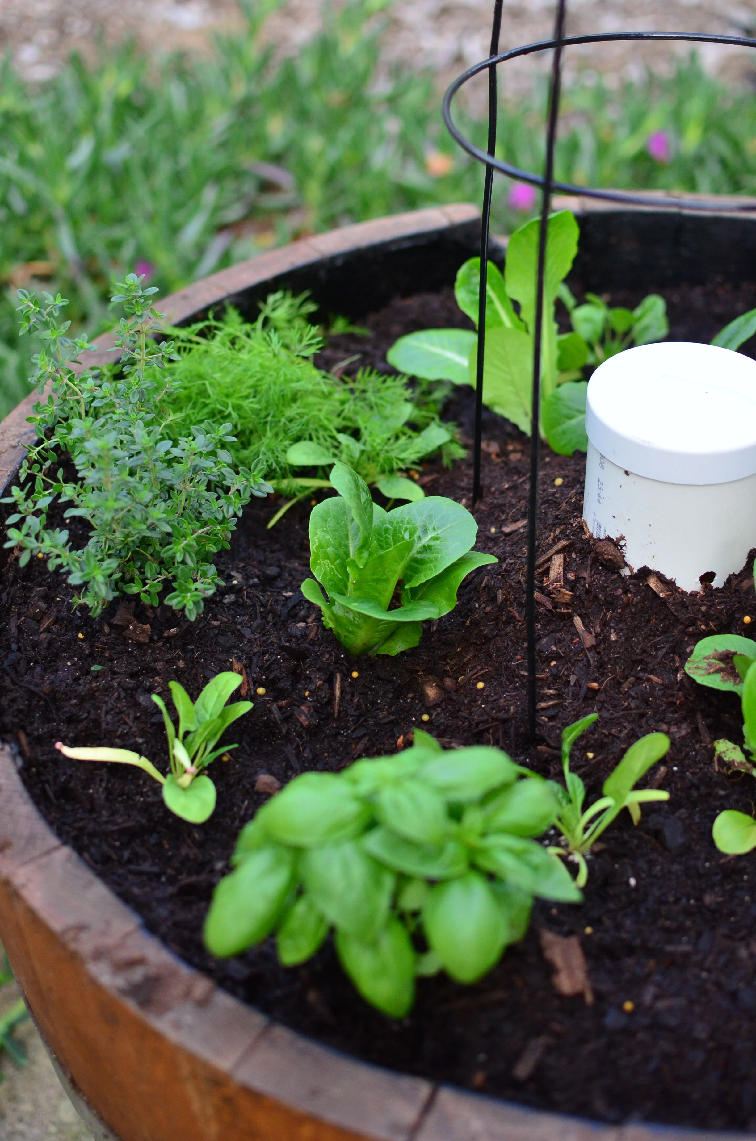 The pipe in the middle is a mini worm farm. Veggie scraps go in, and there are holes in the pipe under the soil for the worms.
