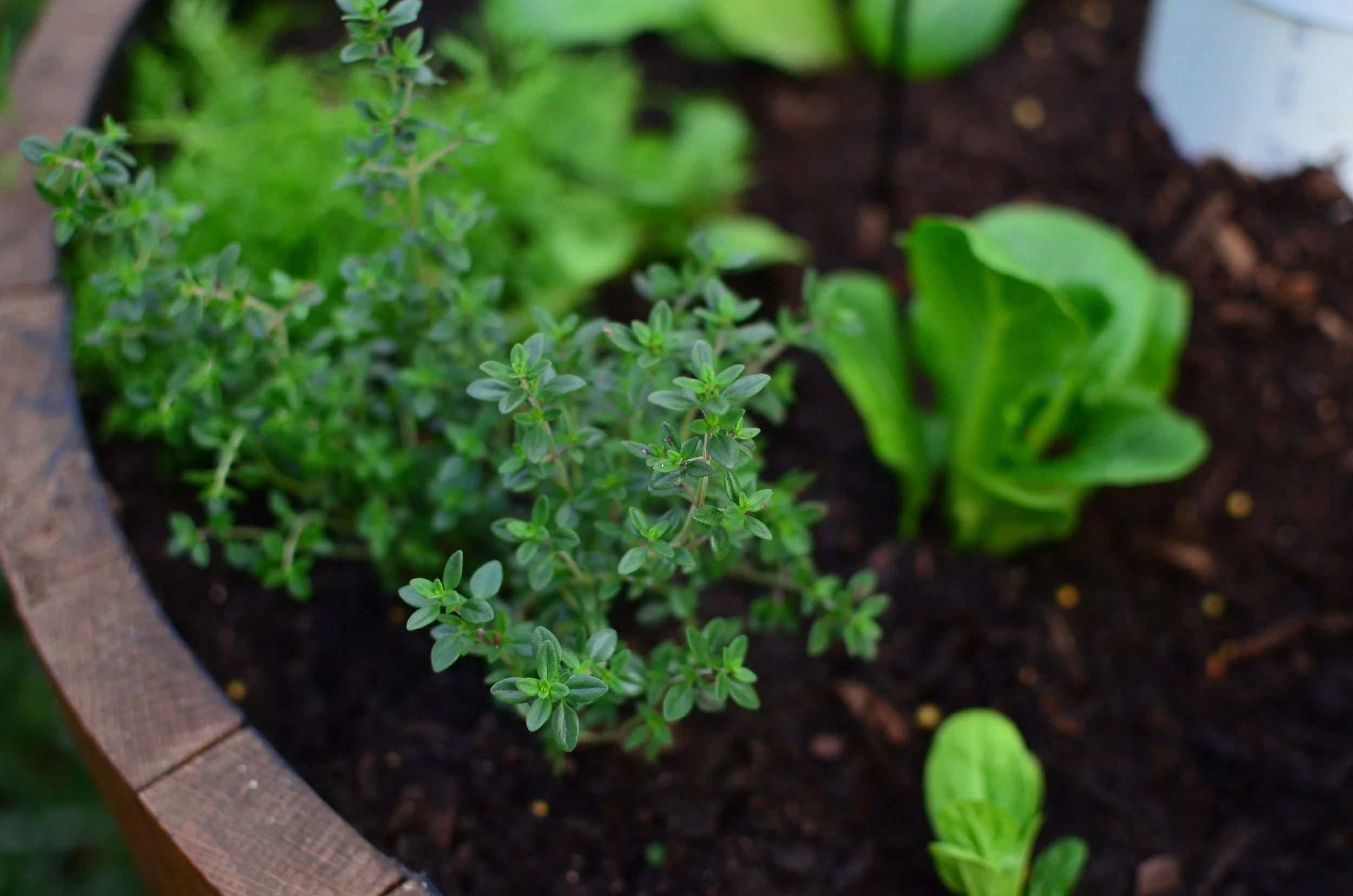 vege garden.jpg