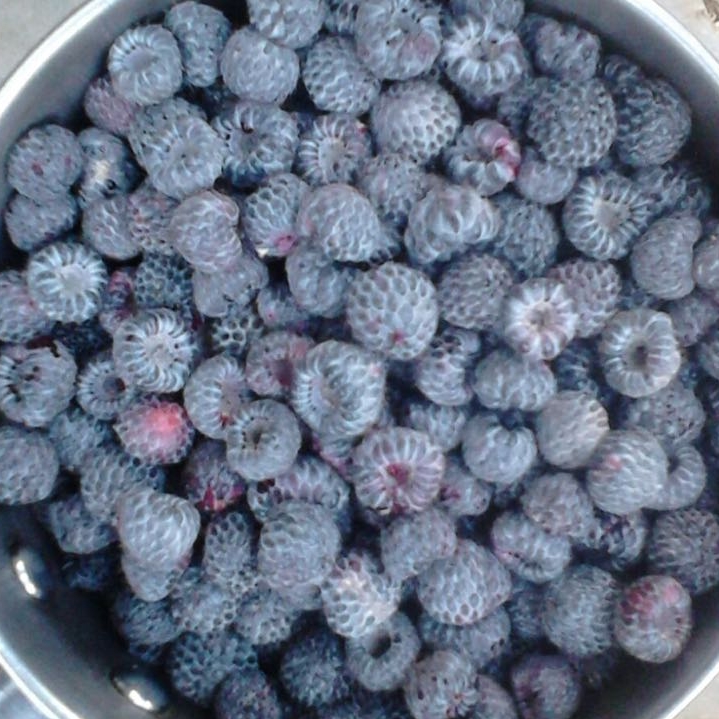 Blackberries.jpeg