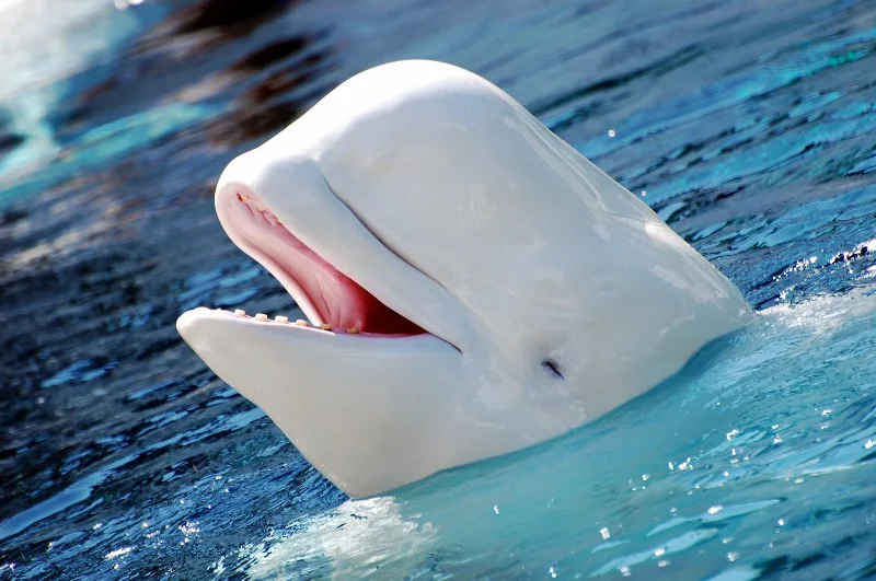 Tome essa beluga adorável. (Fonte: https://en.wikipedia.org/wiki/Beluga_whale)