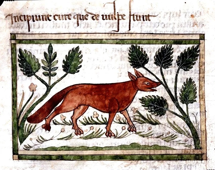 Raposas não Existem