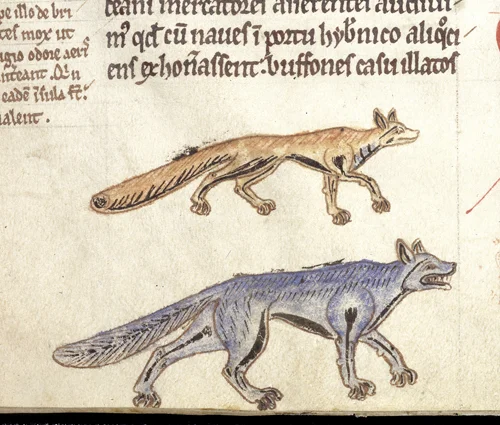 fox-wolf-11v.jpg