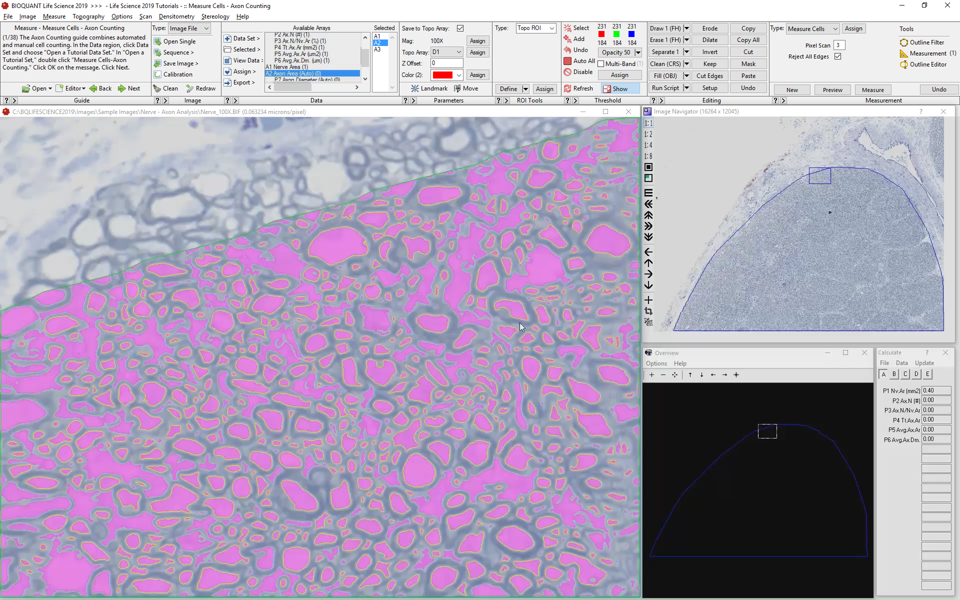 Use Specific Staining to Identify Cells