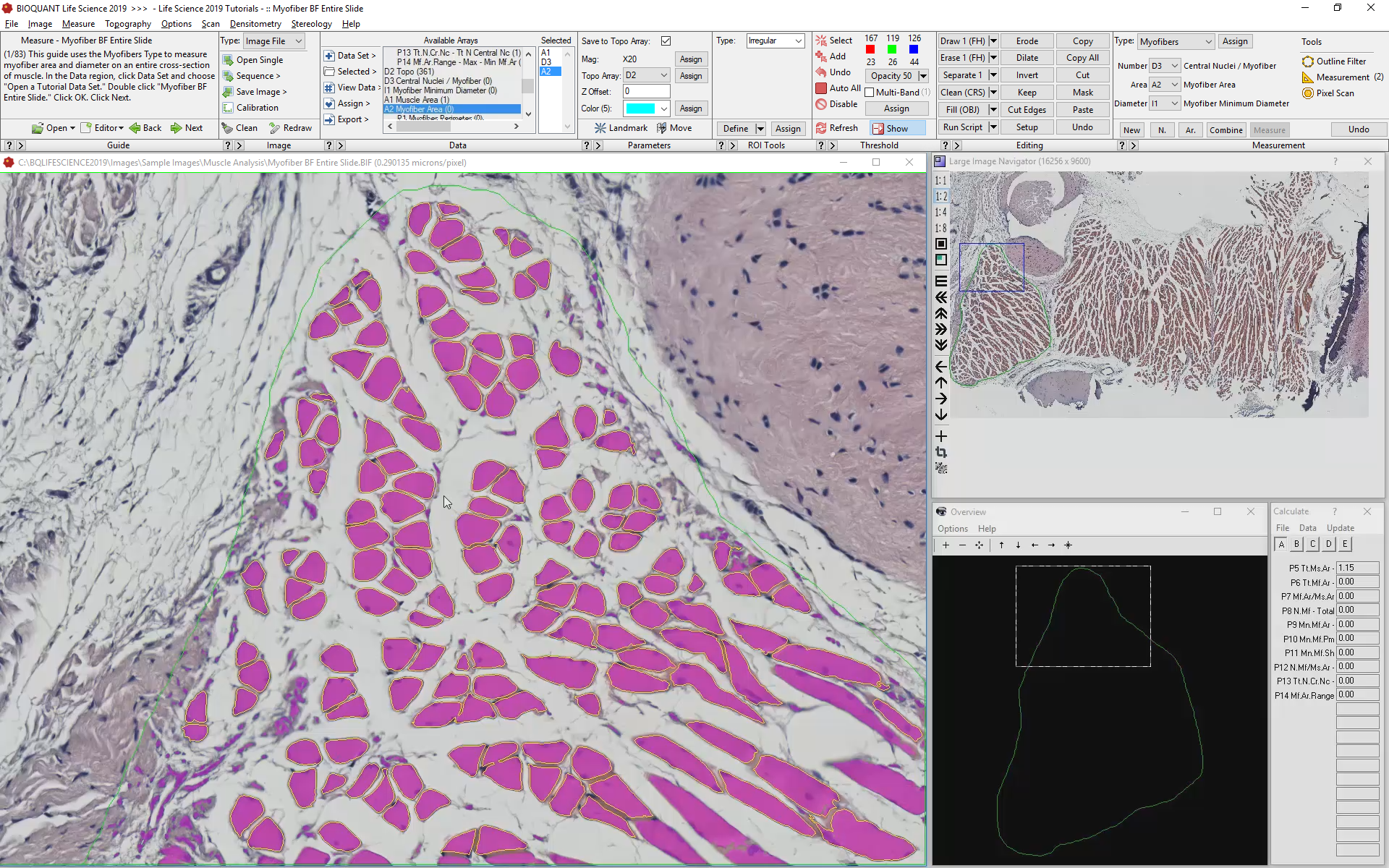 Use Specific Staining to Identify Cells and Nuclei