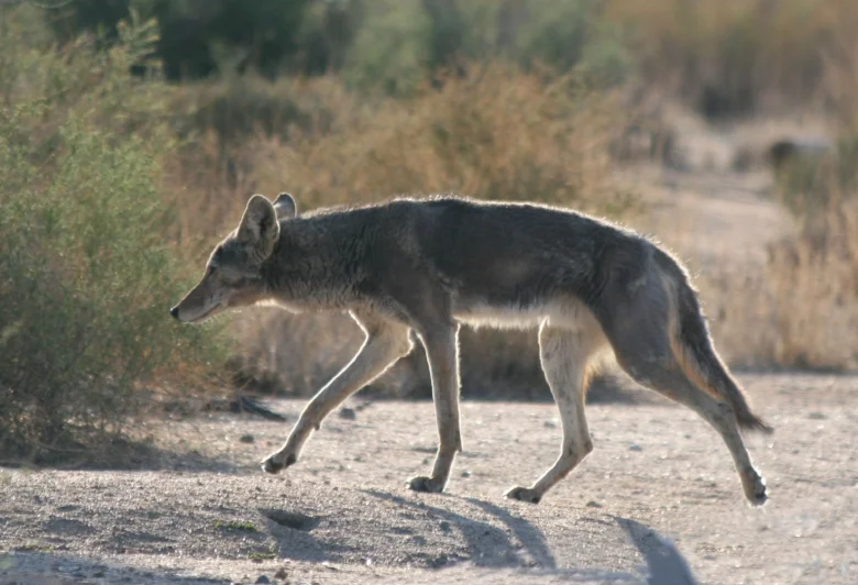 Coyote_avise.jpg