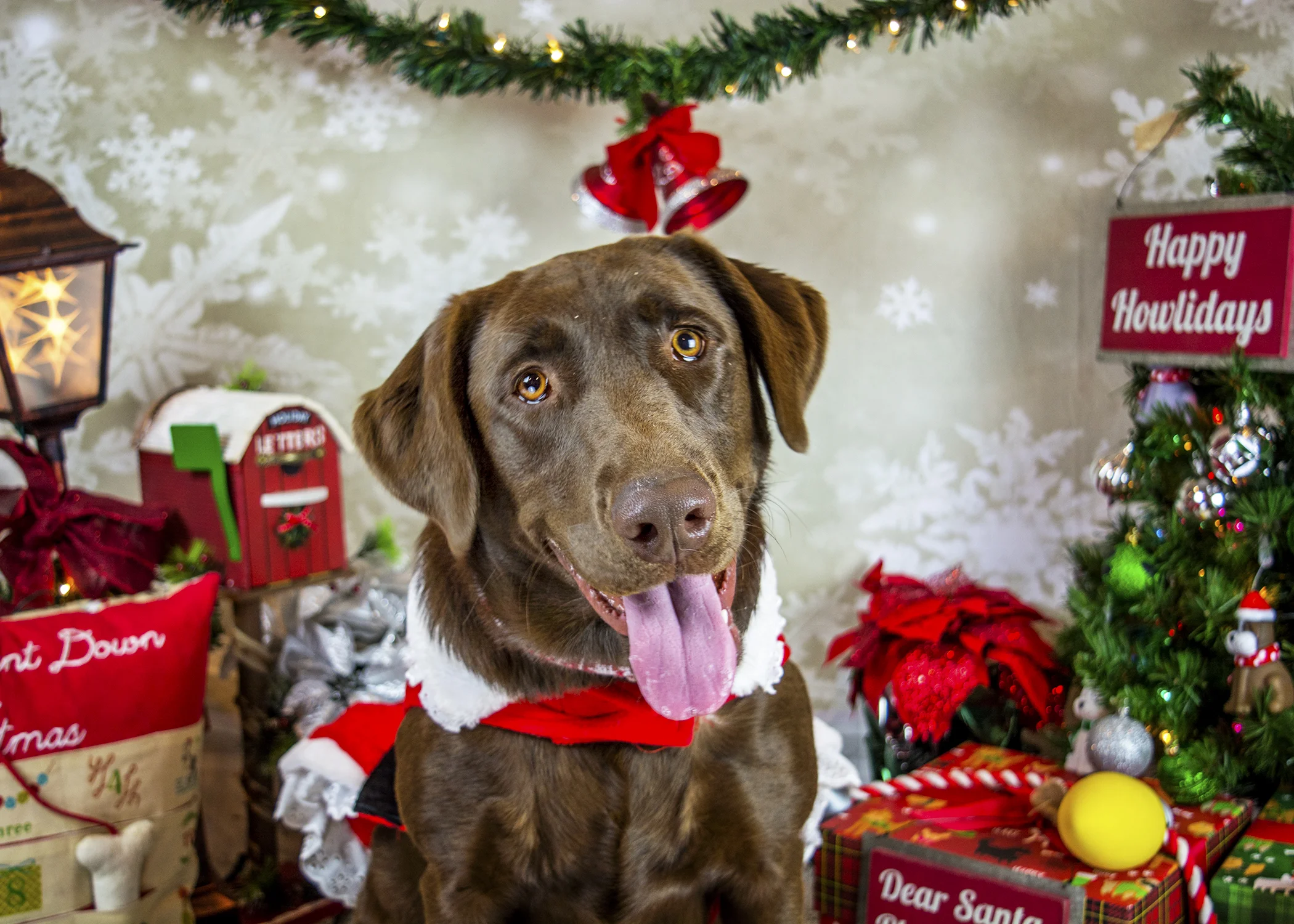 barking mad dog boarding