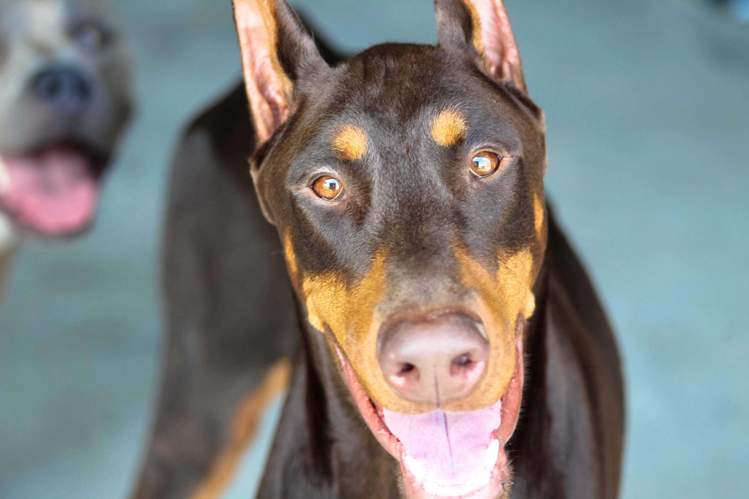 barking mad dog boarding