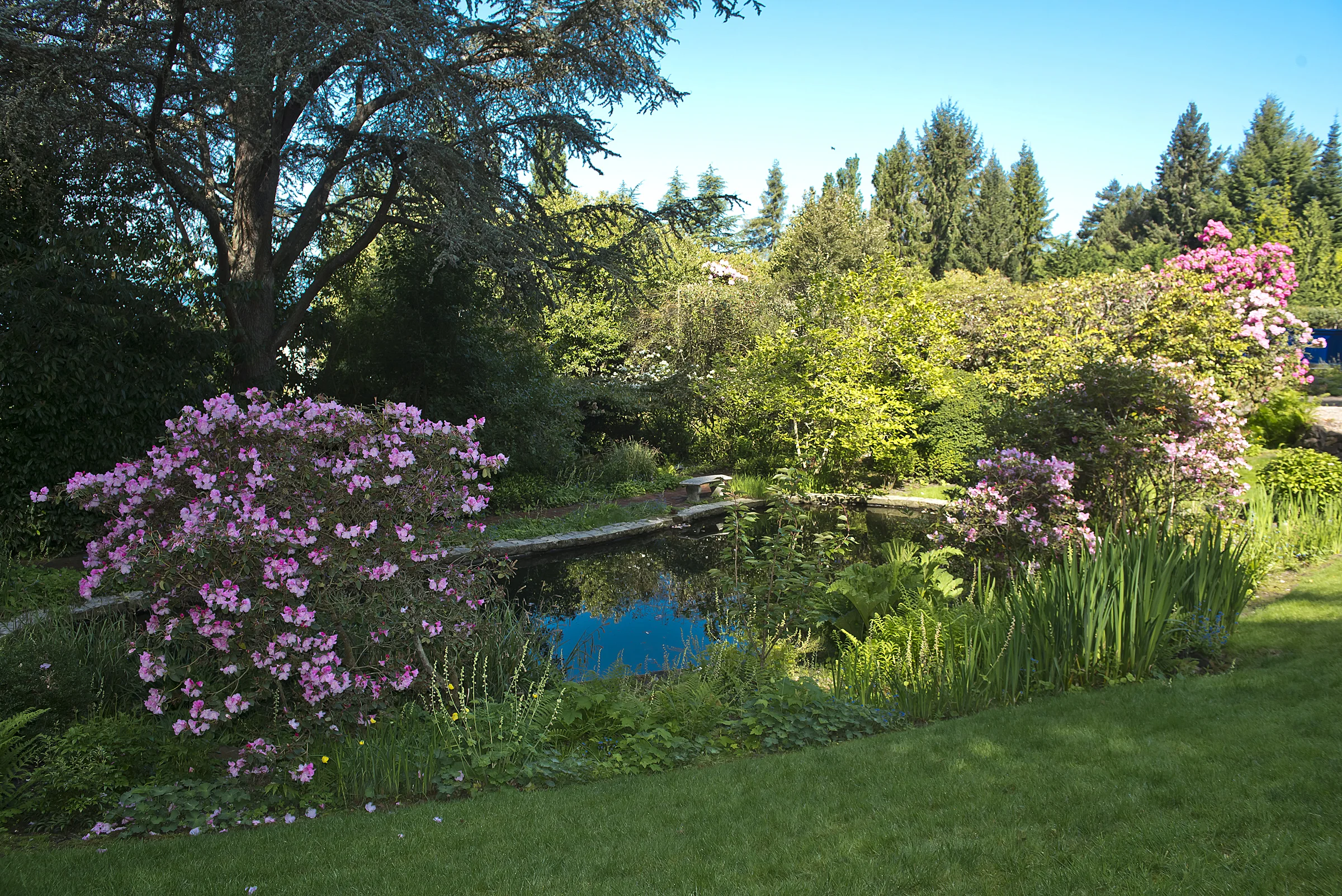 back pond 6.jpg