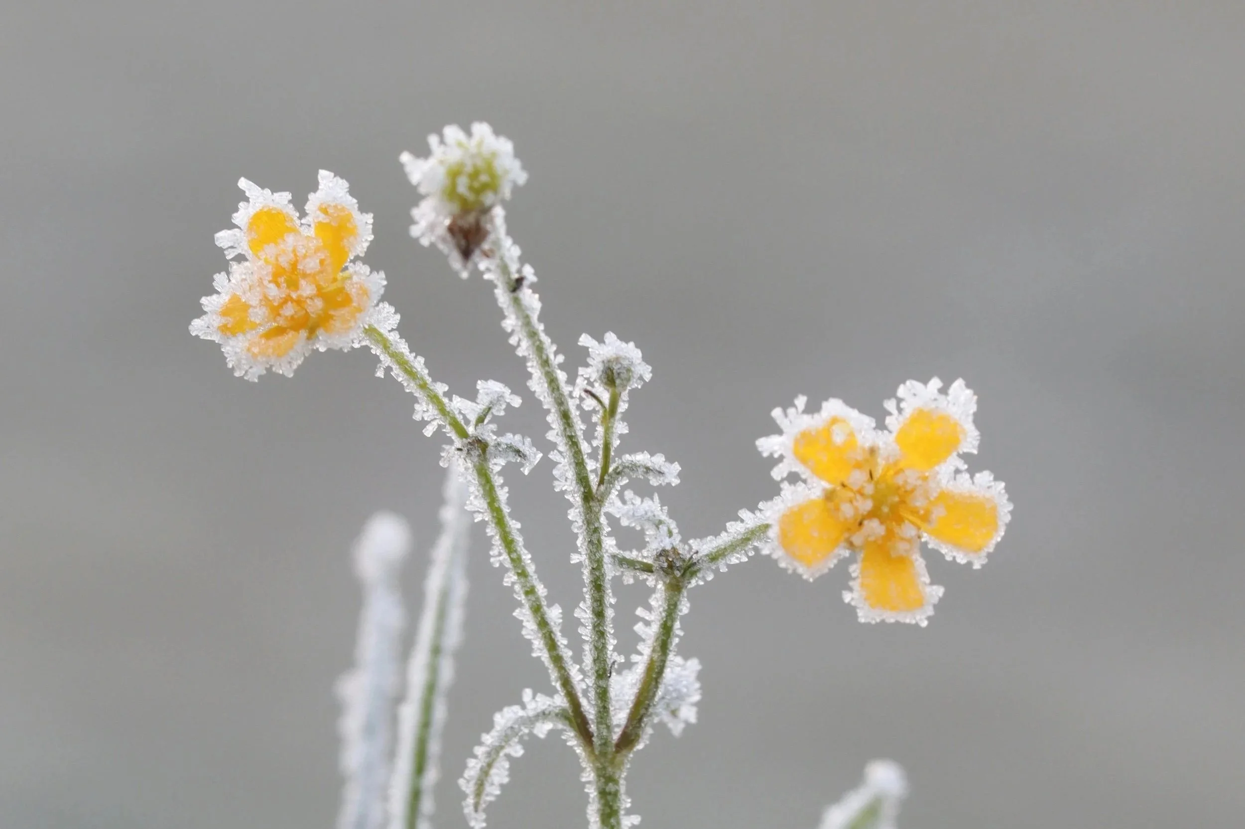 Bellevue Botanical Garden // Winter Events