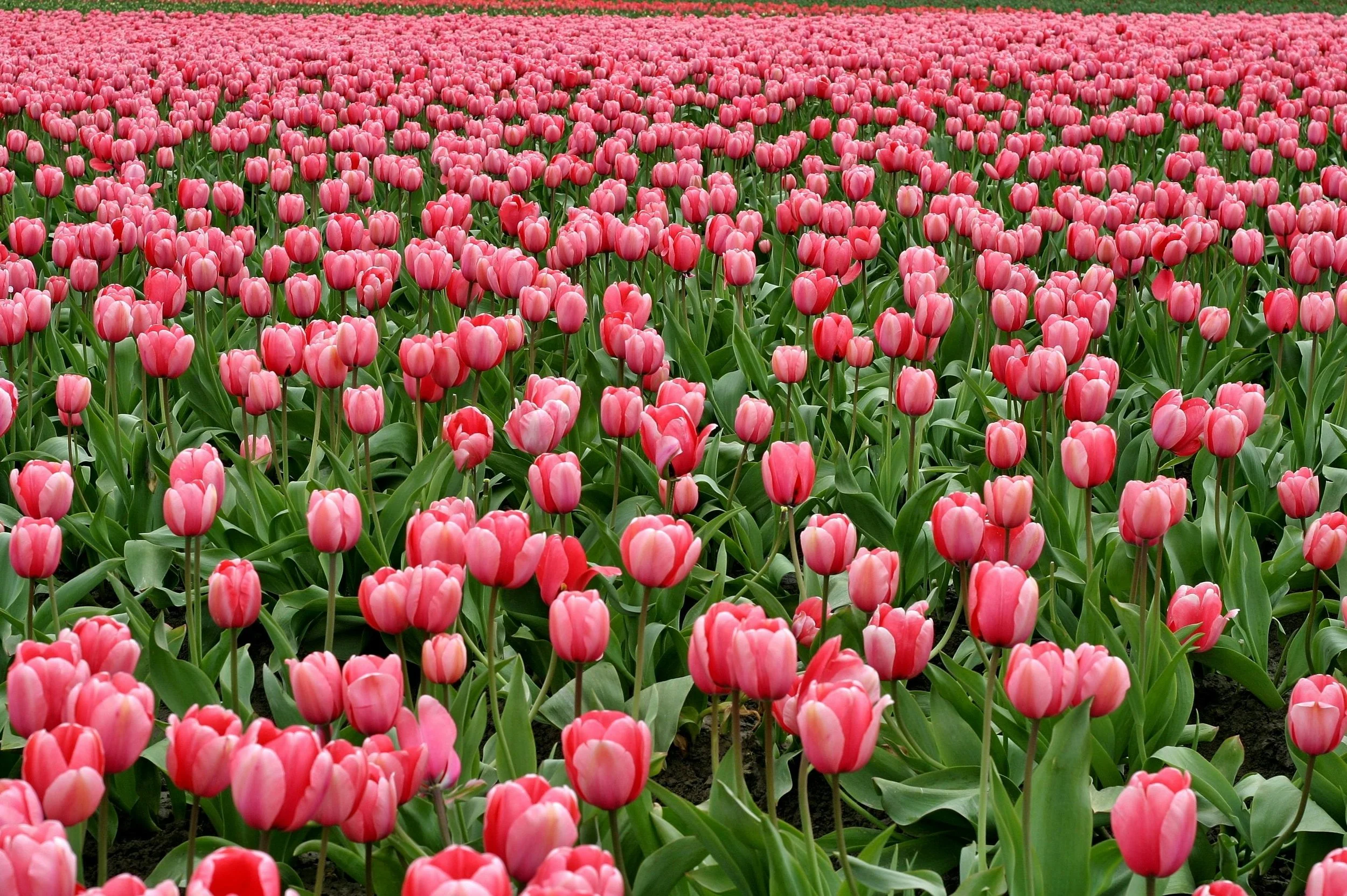 Skagit Valley Tulip Festival