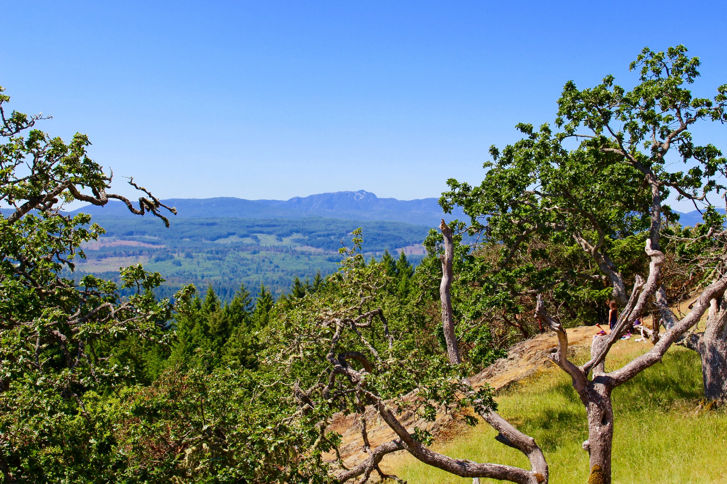 Garry Oak Ecosystem at Notch Hill