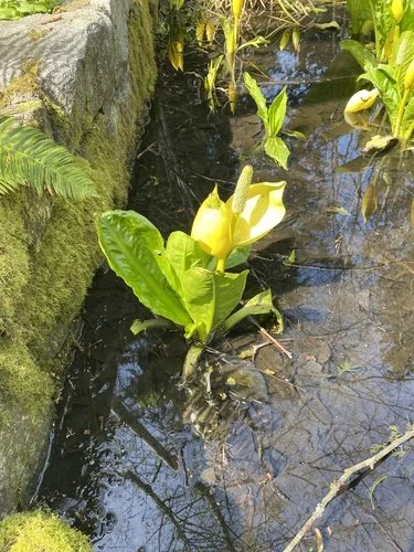 Photo of a Western Skunk Cabbage.