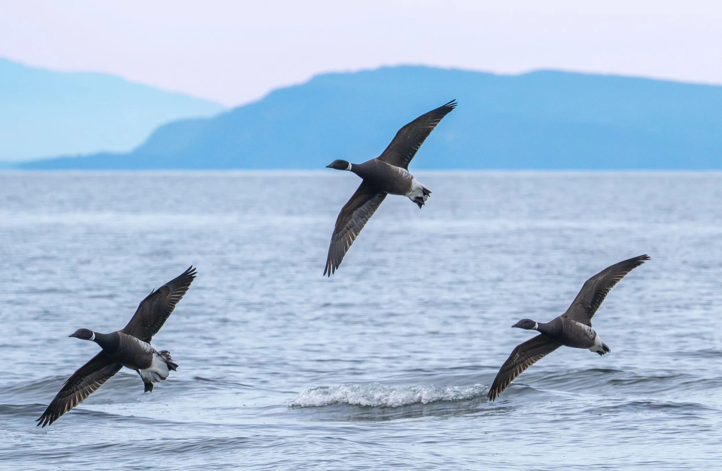 Brant Geese flying over the ocean by Karen Massier.