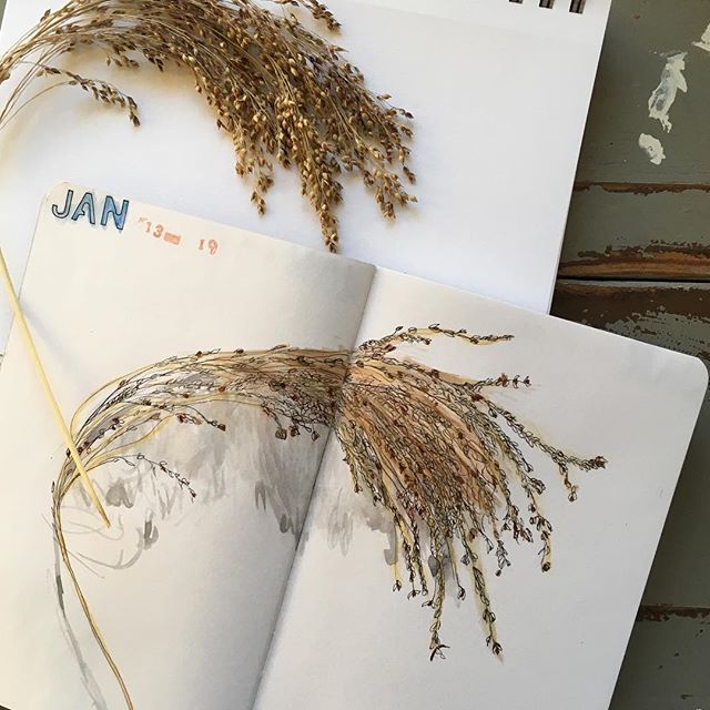 2019 drawing project. Want to do more botanical drawings. Had some lovely dried grass with seeds, not sure of the name. #lgperpetualjournal #covecoast #micron #derwent #koiwatercolors #stabilo