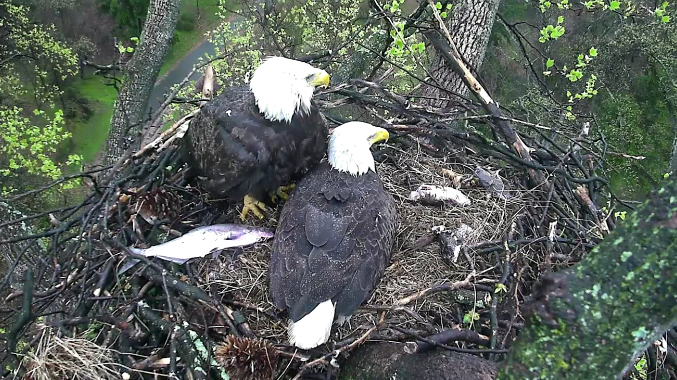 (OBSESSE)D.C. Eagle Cam