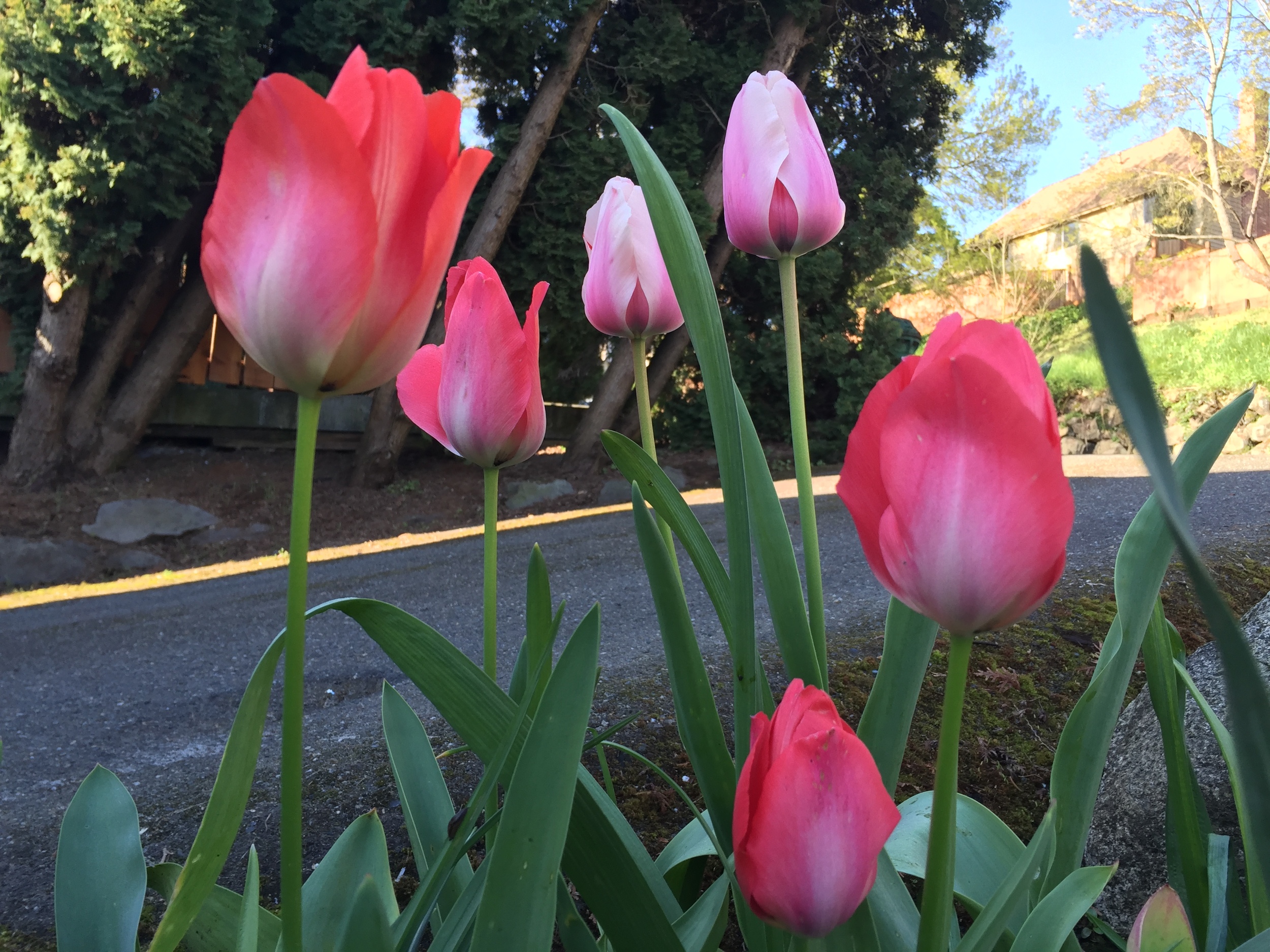 A Trip to the Tulip Fields of Traffic