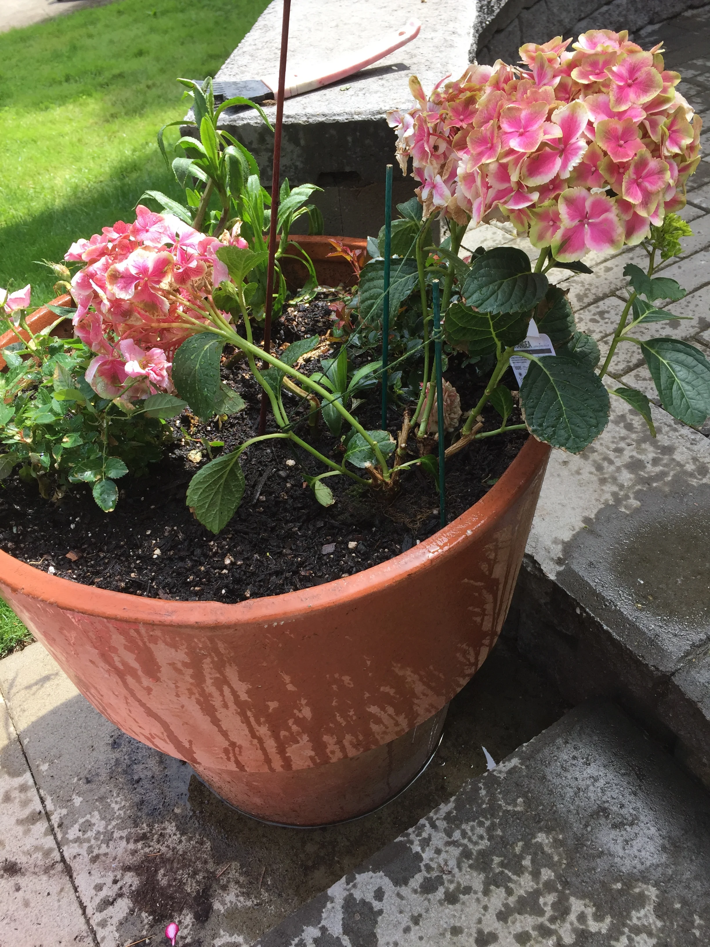 Peaked Hydrangea
