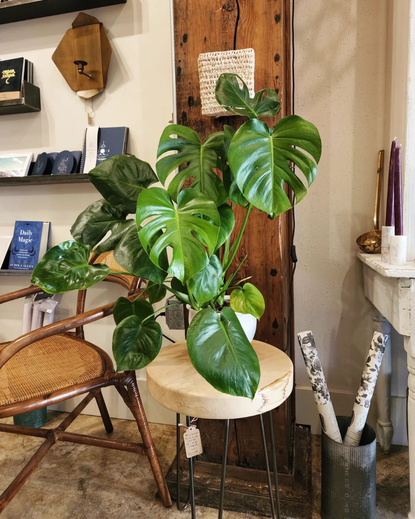 The monsteras are THRIVING right now. At least someone is enjoying the extra humidity! 

Btw, all the plants are for sale in the shop and are supplied by @softopeningplantshop . 🪴 Most of the planters are made nearby in the PNW. 

XO