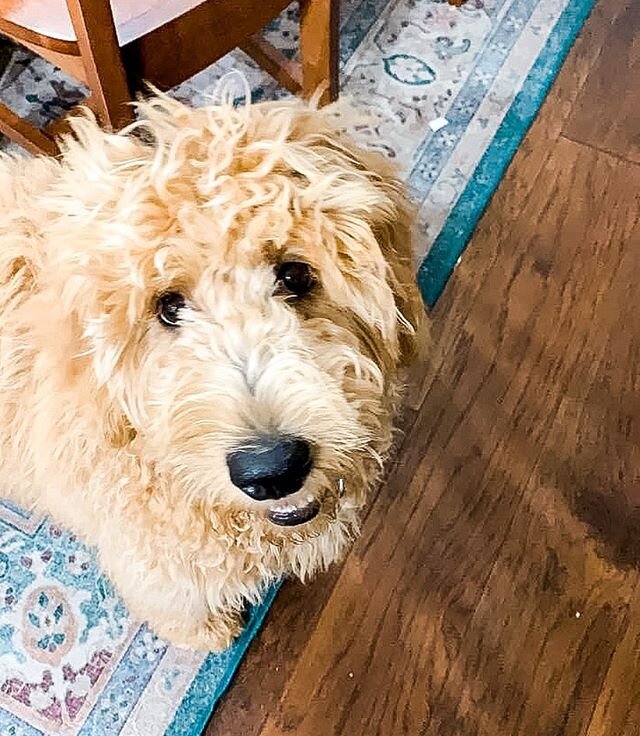 This is the face of a very guilty little girl. She killed Ava&rsquo;s chocolate bunny. So glad it was a small milk chocolate one. 🤦🏼&zwj;♀️ Maybe soooomeone will learn her lesson and not leave chocolate on the ground? 🤔

#guilty #thereweretears #s