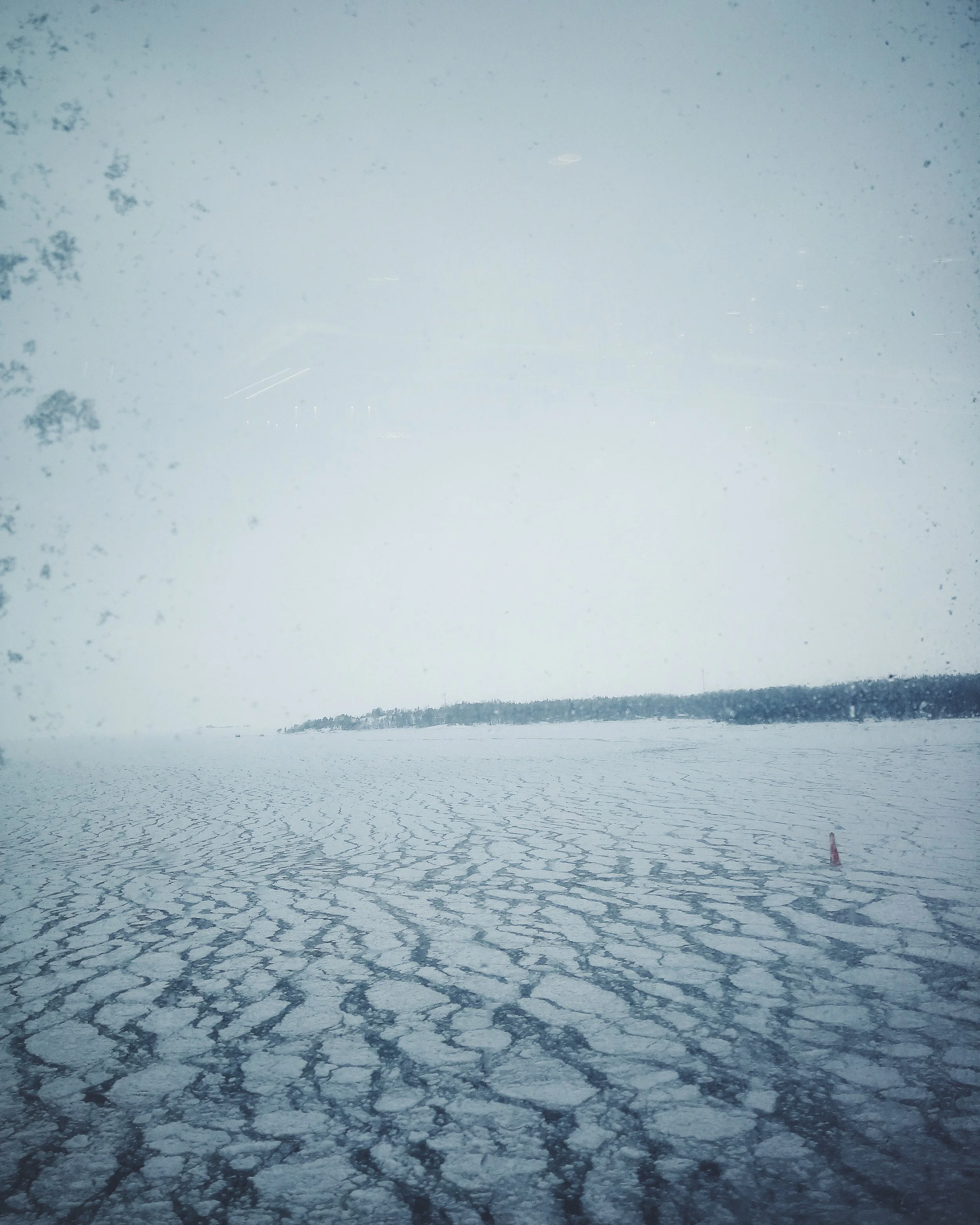 On the ferry to Tallinn to adopt the cat from a large animal shelter located there