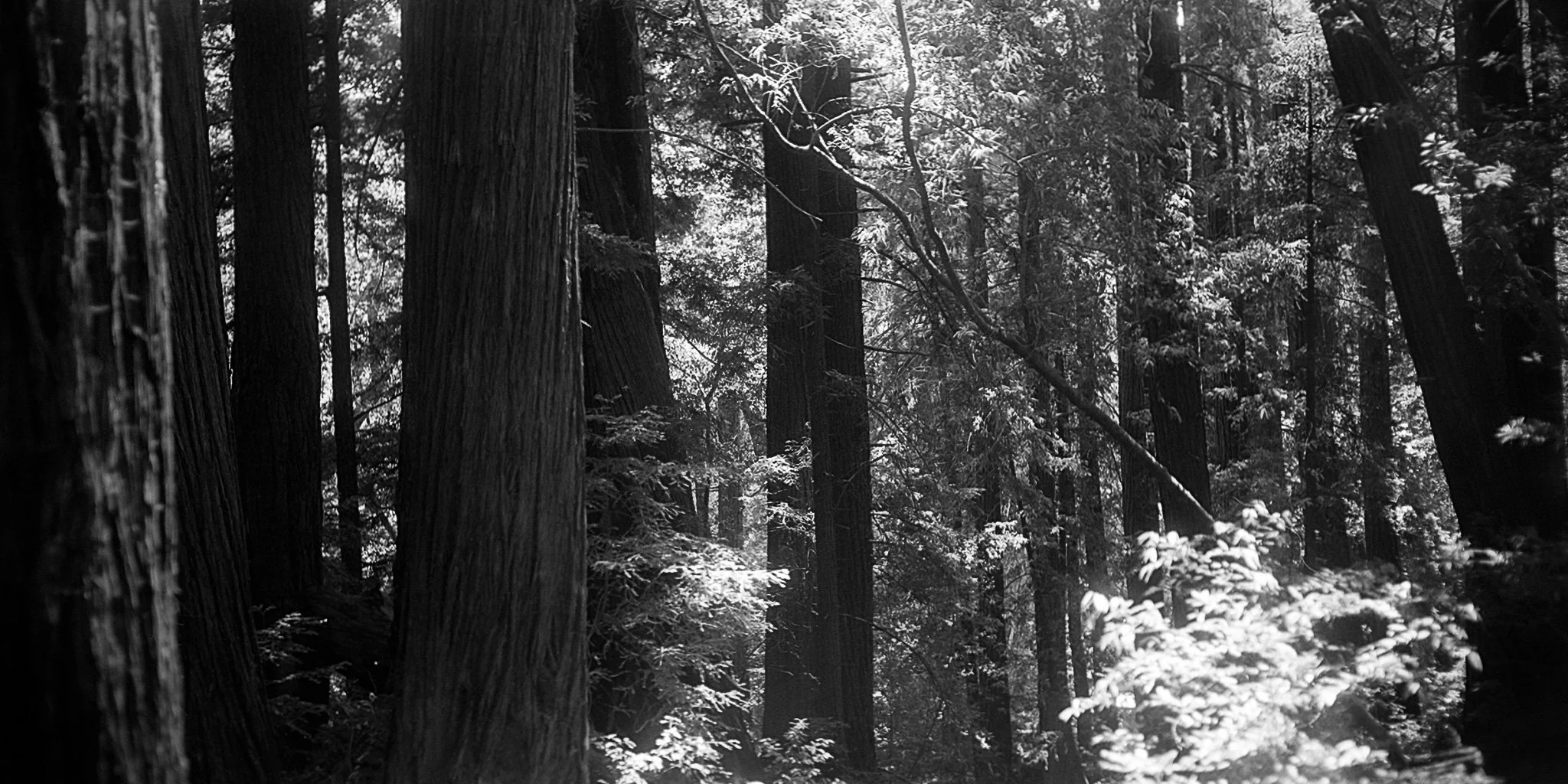 24_0715_BigSur_01-Enhanced-SR.jpg