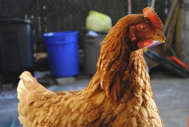 Urban rooster-keepers could be in for a rude awakening. (Photo: naeemacampbell/Flickr)