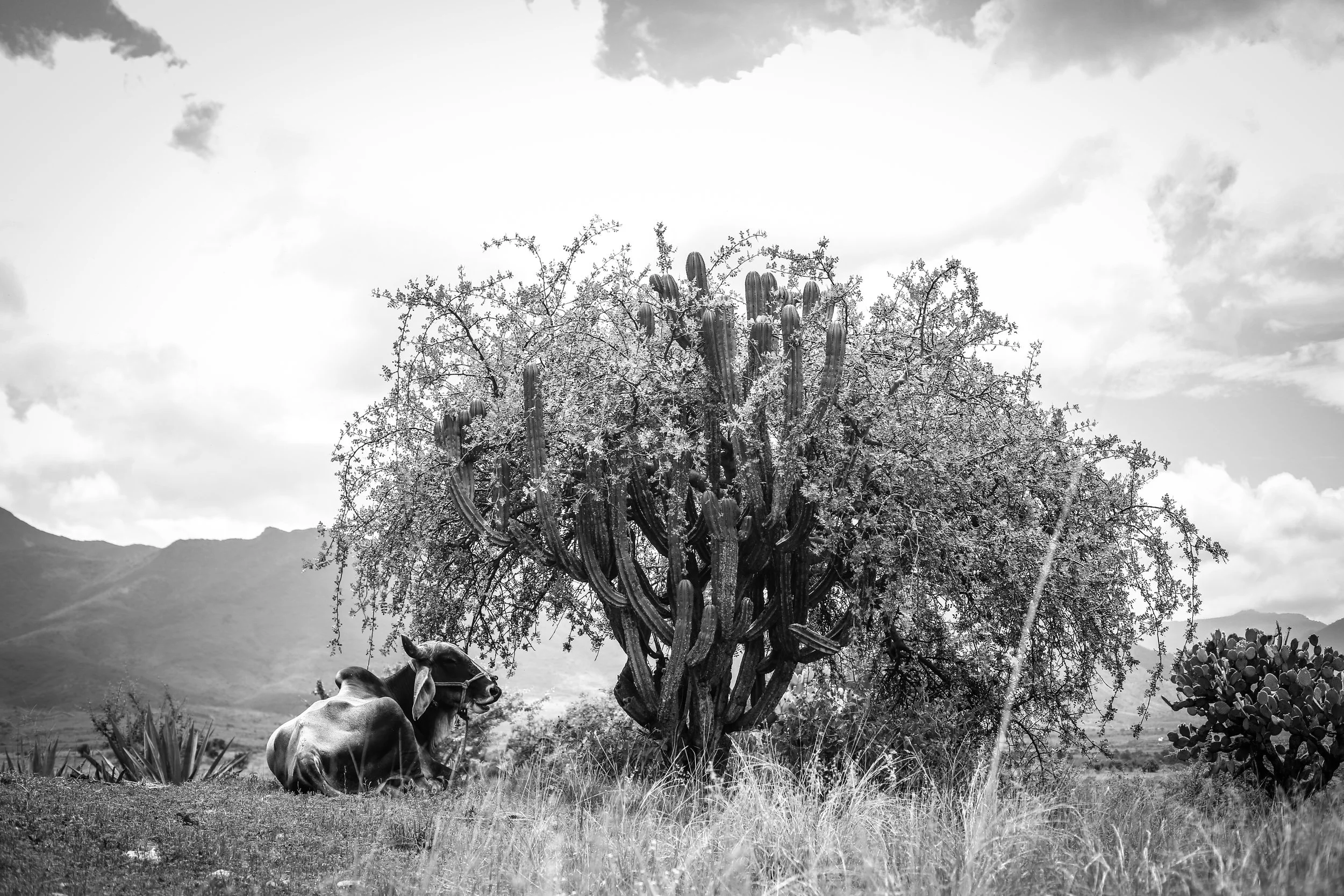 Oaxaca-66.jpg