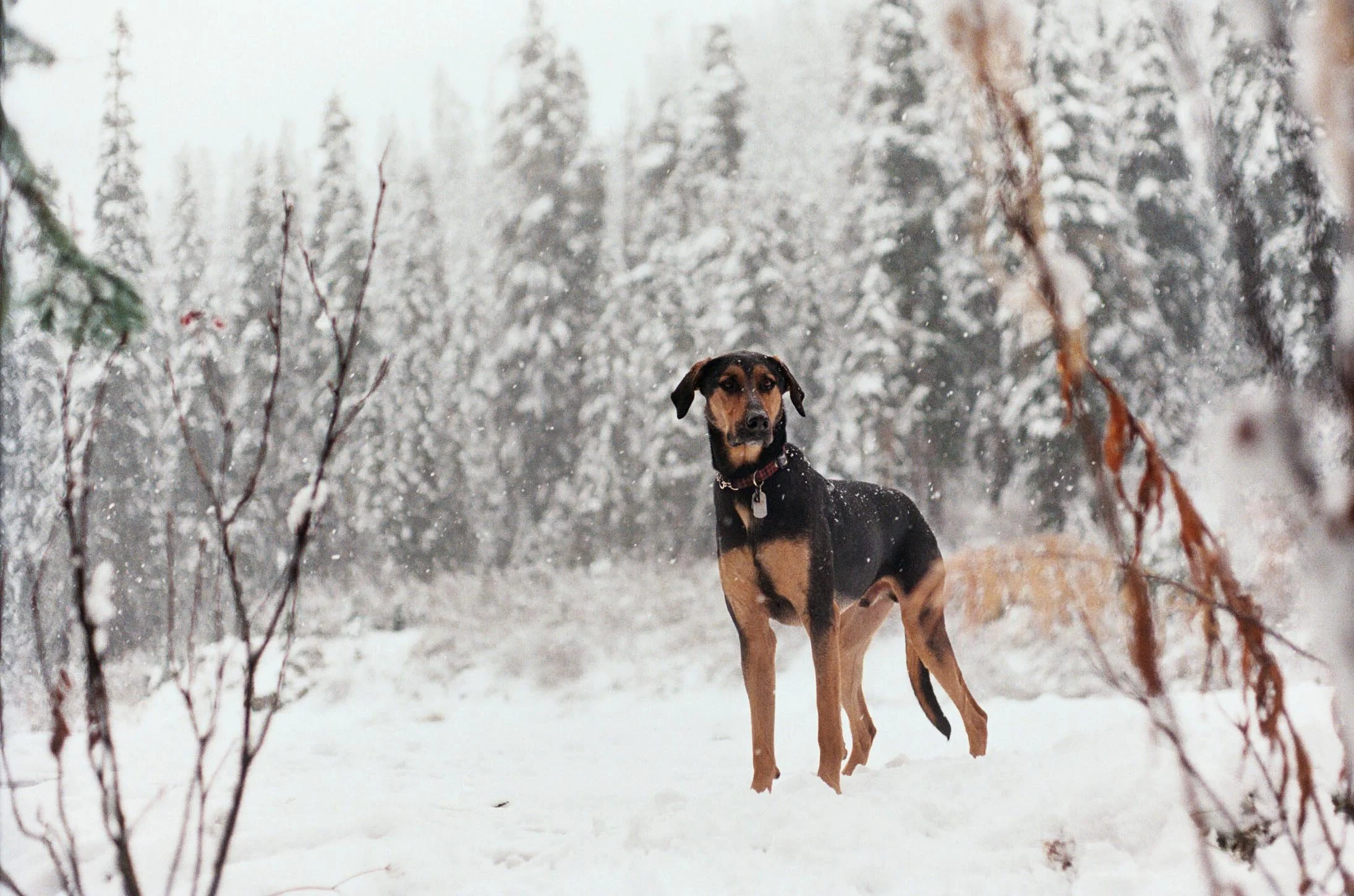 handsome snowscrap.jpg