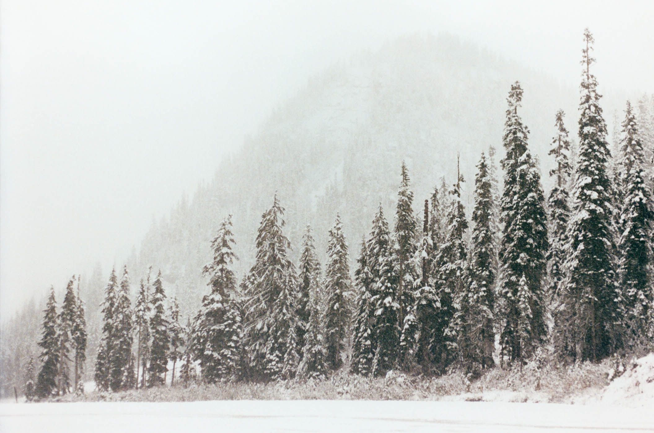 trees1.jpg