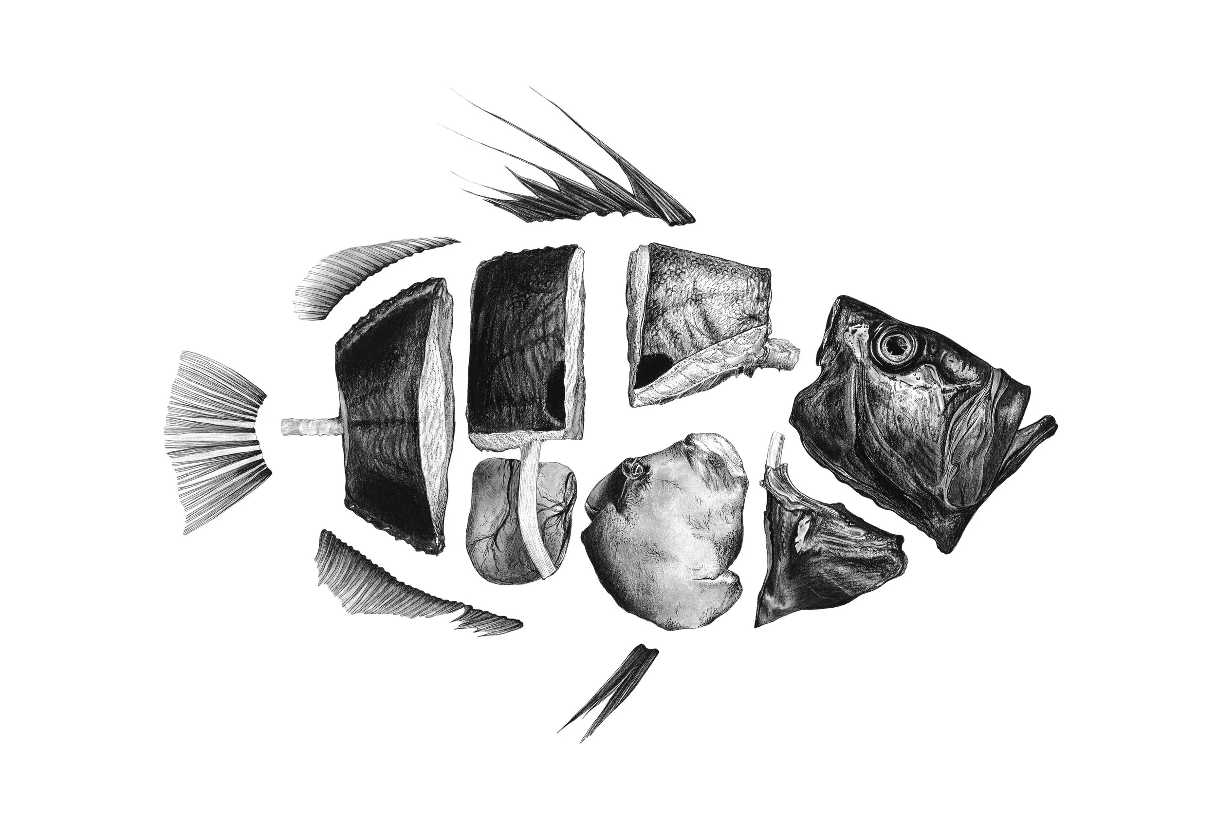 JODI HOOKER_JohnDory Illustration.jpg