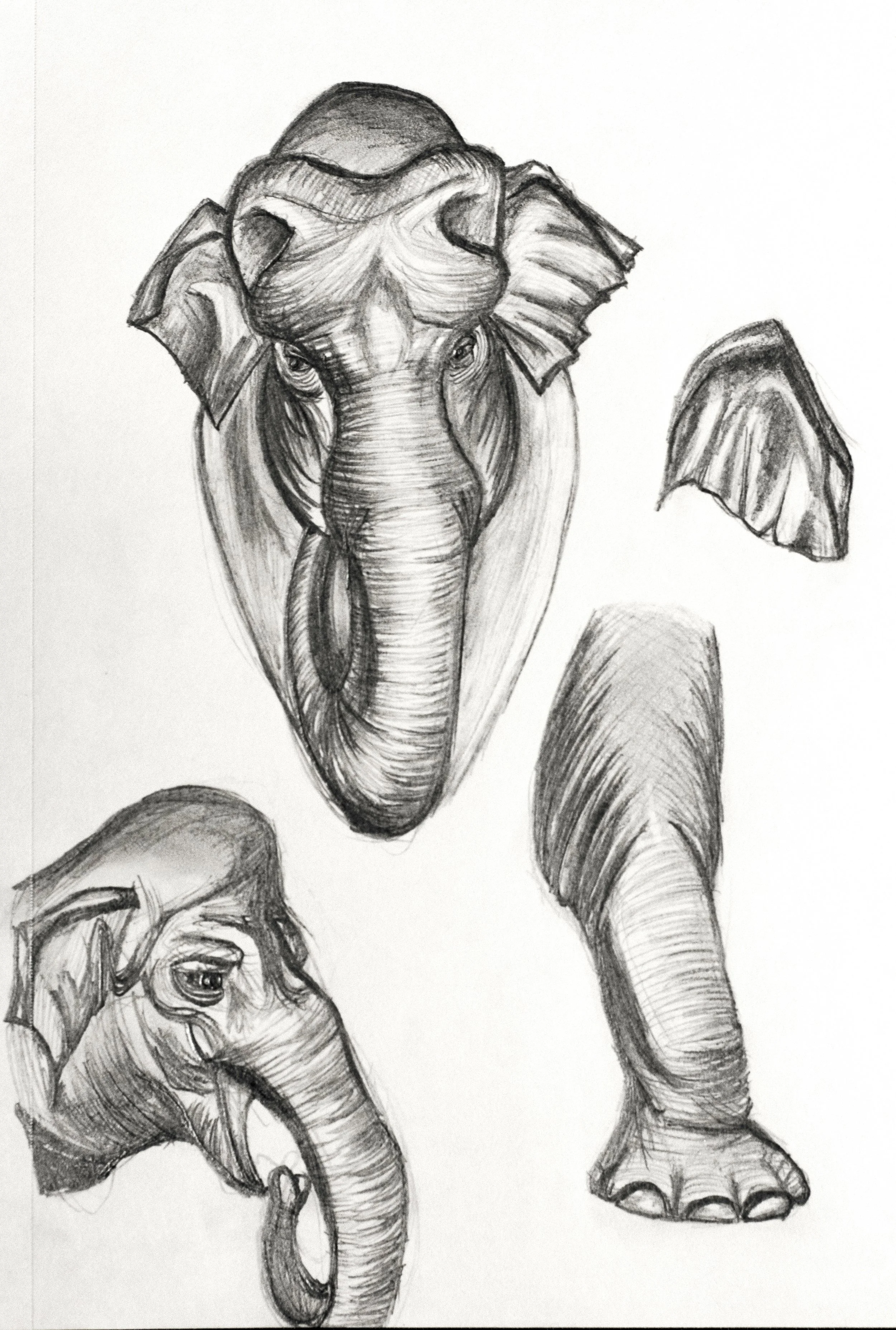 Elephant_Sketch.JPG
