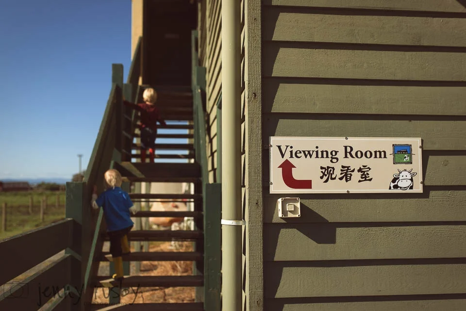a trip to the farm | mornington peninsula family photographer