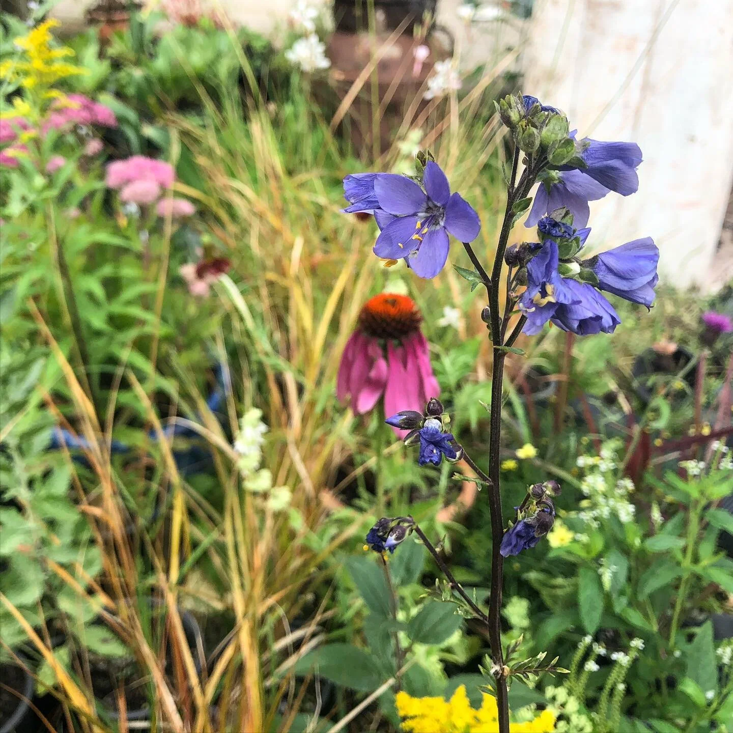 Polemonium yezoense &lsquo;Purple Rain Strain&rsquo; blooming amongst my nursery stock. Beautiful, delicate purple/blue flowers atop graceful fern like foliage