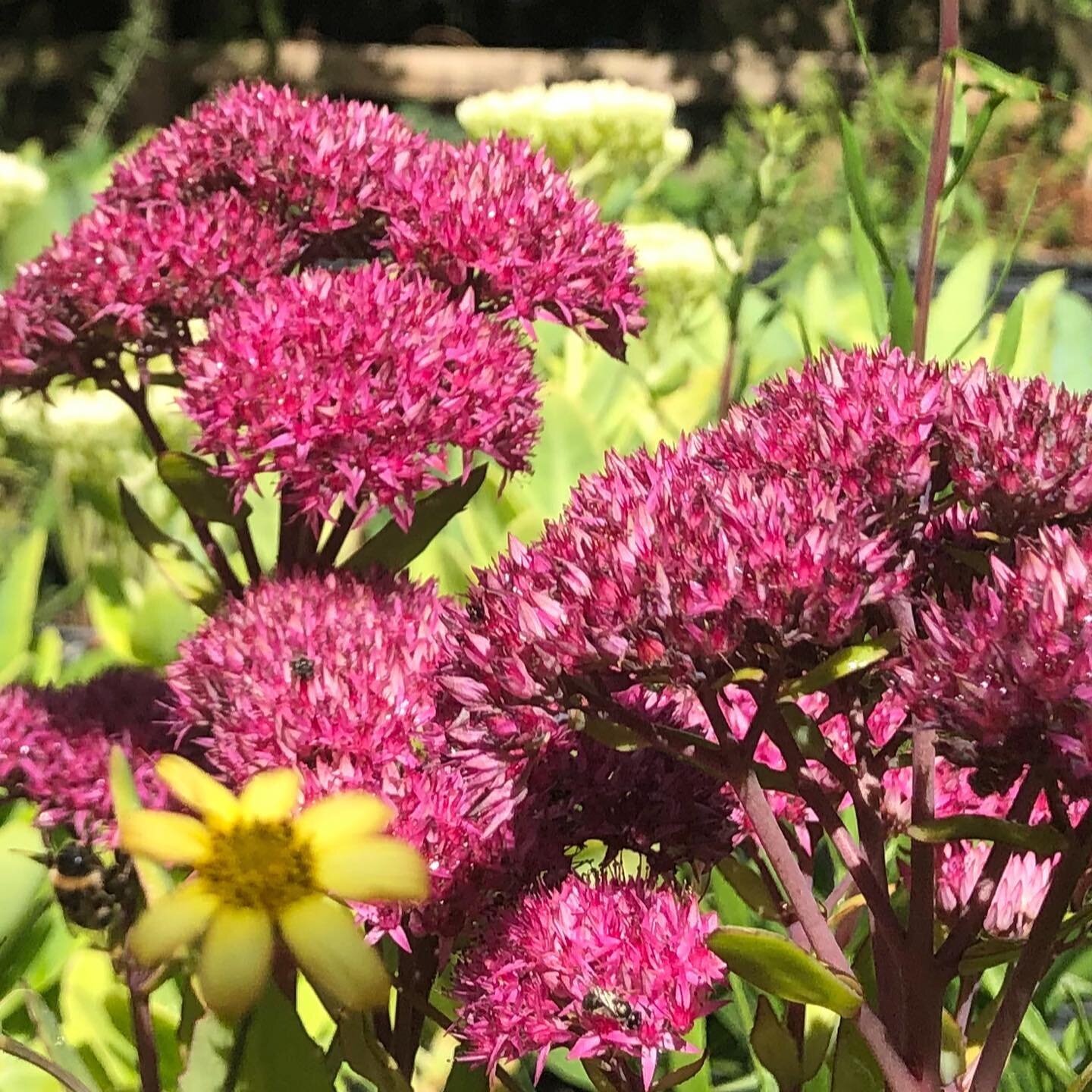 Coatesville Market this Sunday. Lots of hard to find herbaceous flowers and grasses!