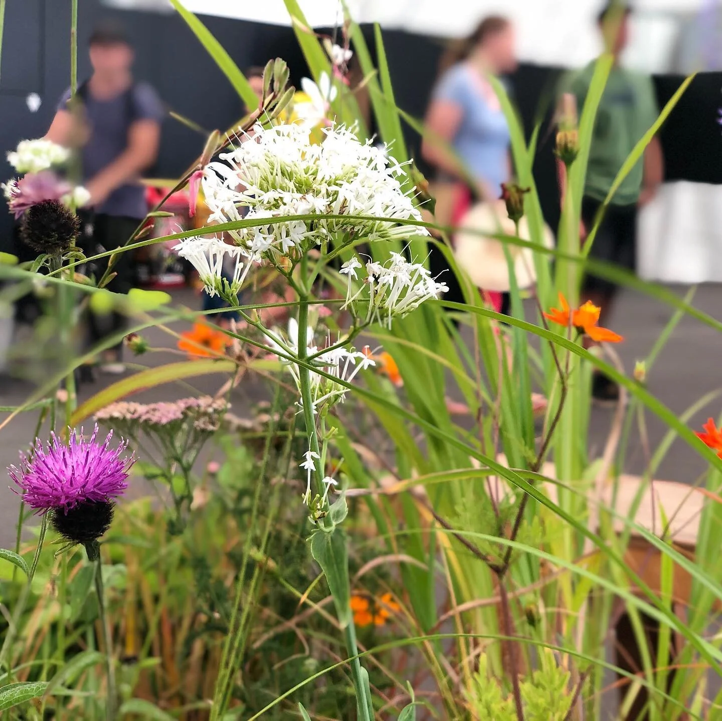 Installation for @aklmarket2020 Showcasing wilder plants for the urban environment.