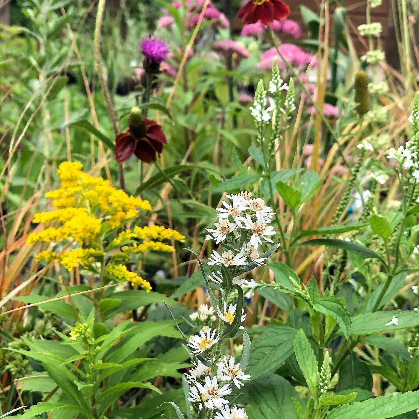 Aster ericoides letting us know that Autumn is just around the corner