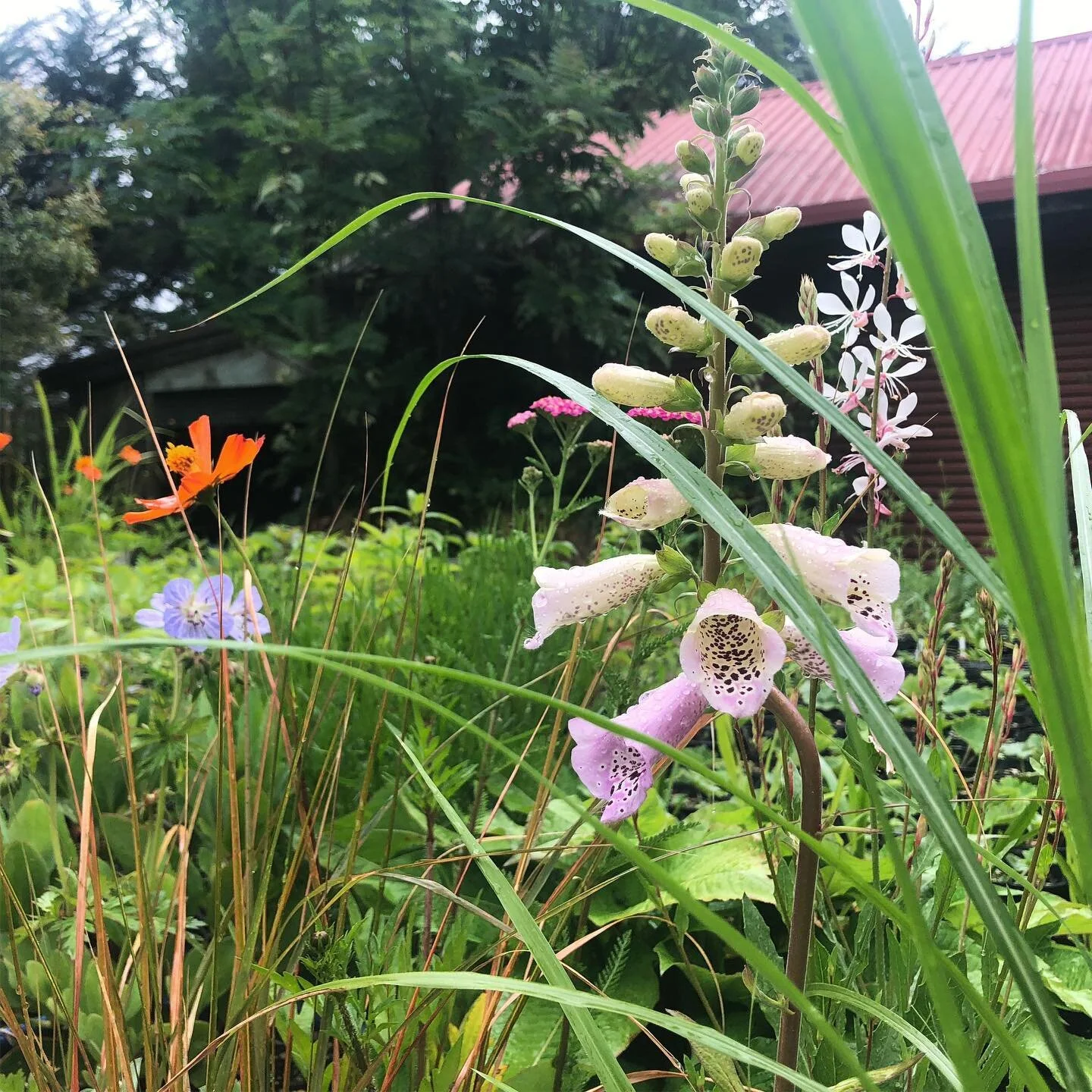 Pastels in my garden today
