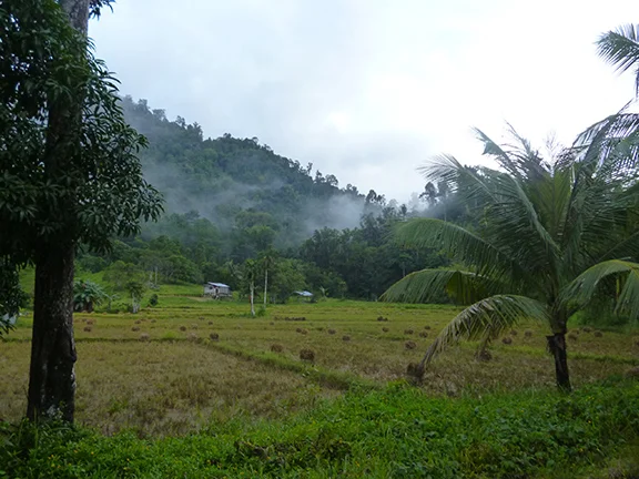 There are a lot of rice fields around Port Barton, since most of the locals still grow their own.