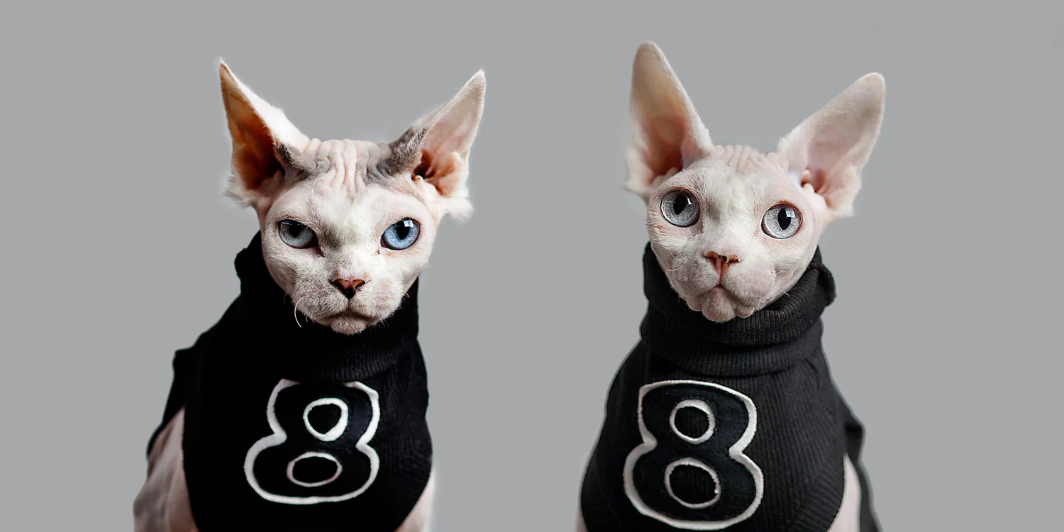 Cats.jpg