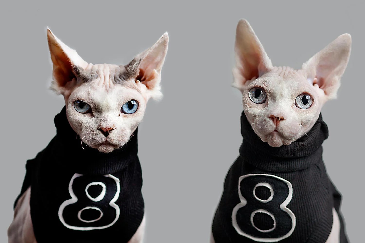 Cats_50.jpg