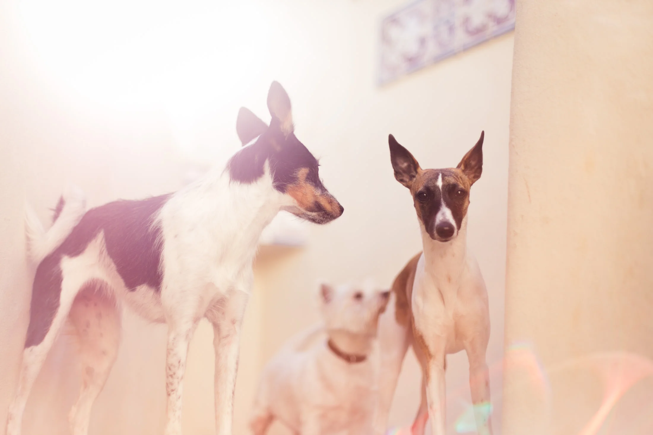 RANDOM DOGS-0002.jpg