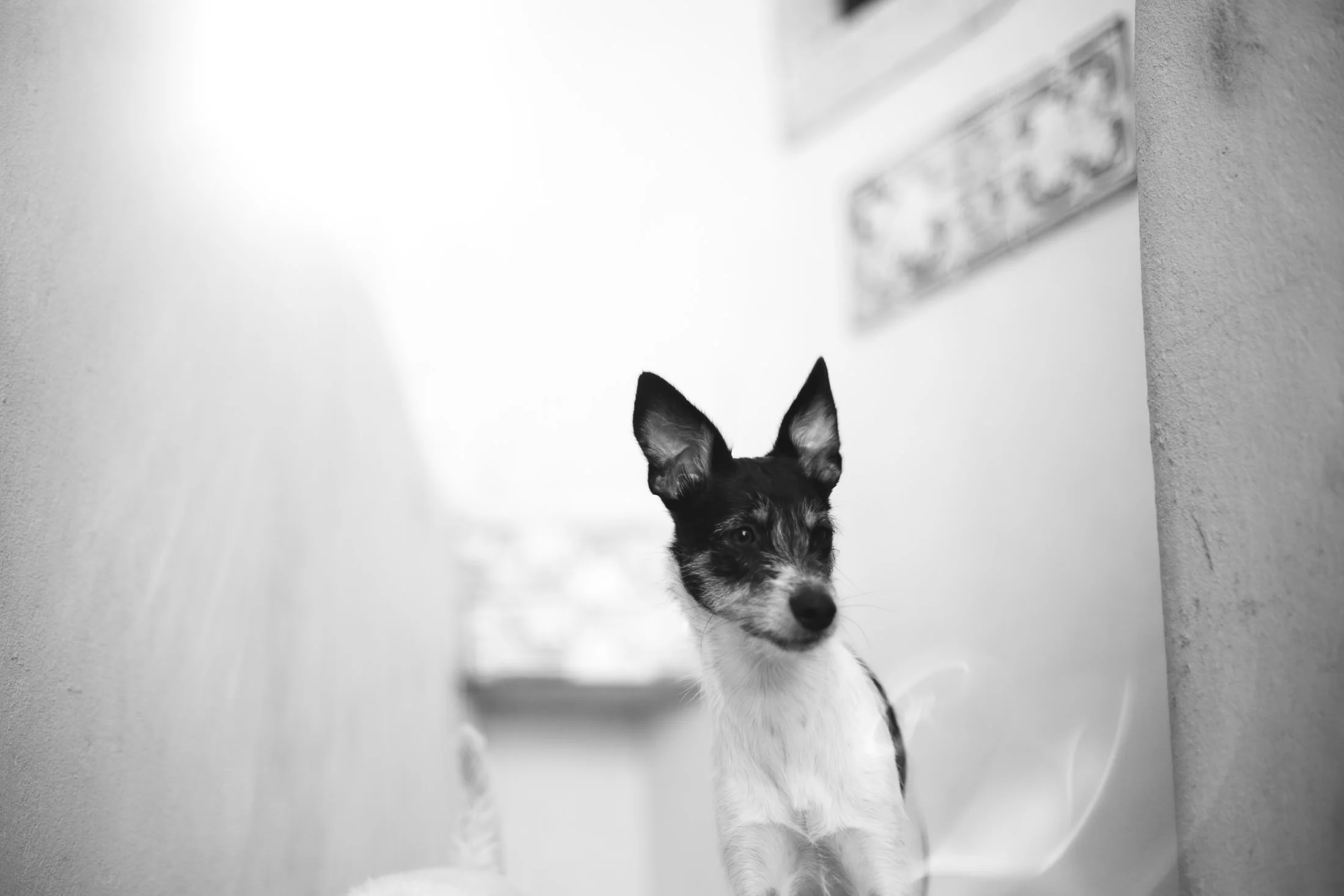 RANDOM DOGS-0007.jpg