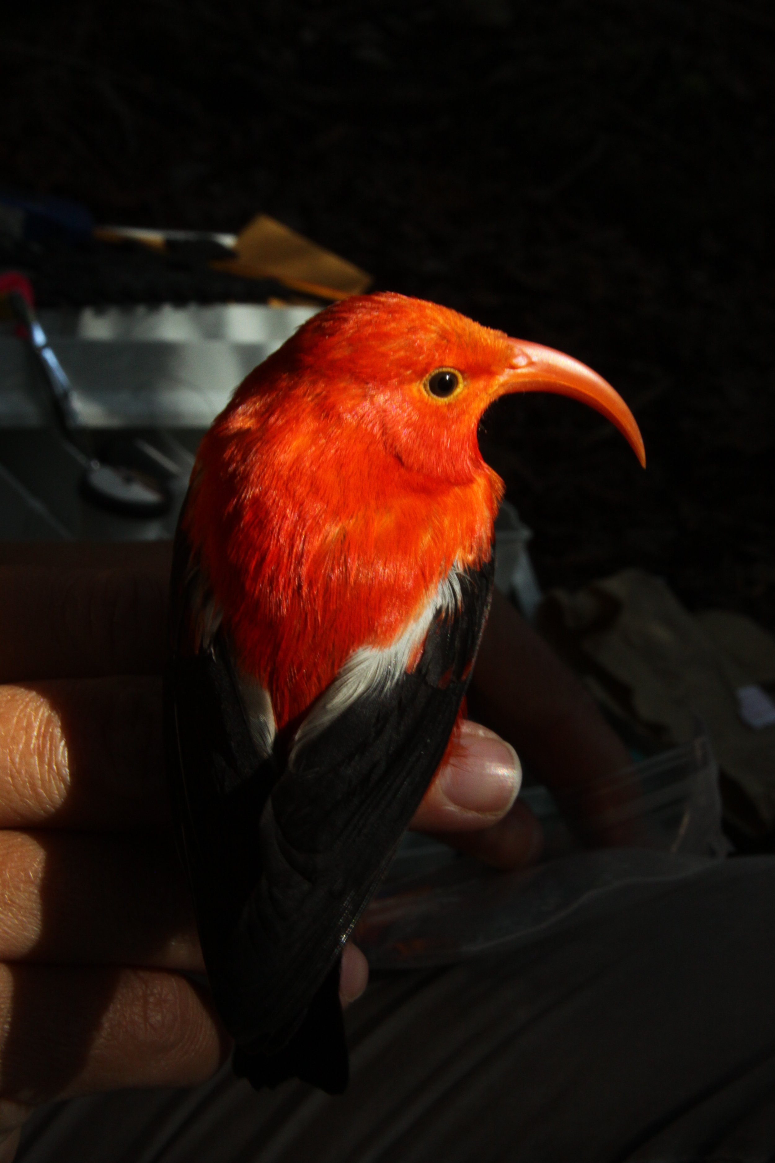 Building Nests Is Hard. That’s Why Some Birds Steal.