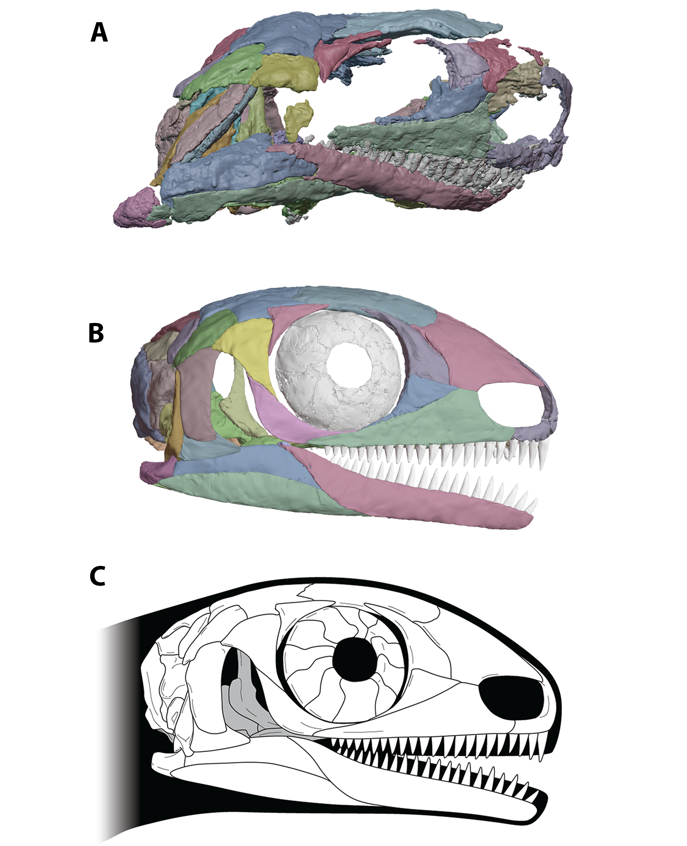 Eunotosaurus reconstruction by Cy Marchant.png