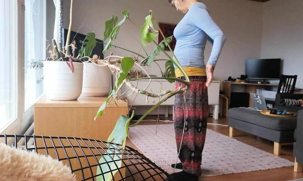 monstera deliciosa.jpeg