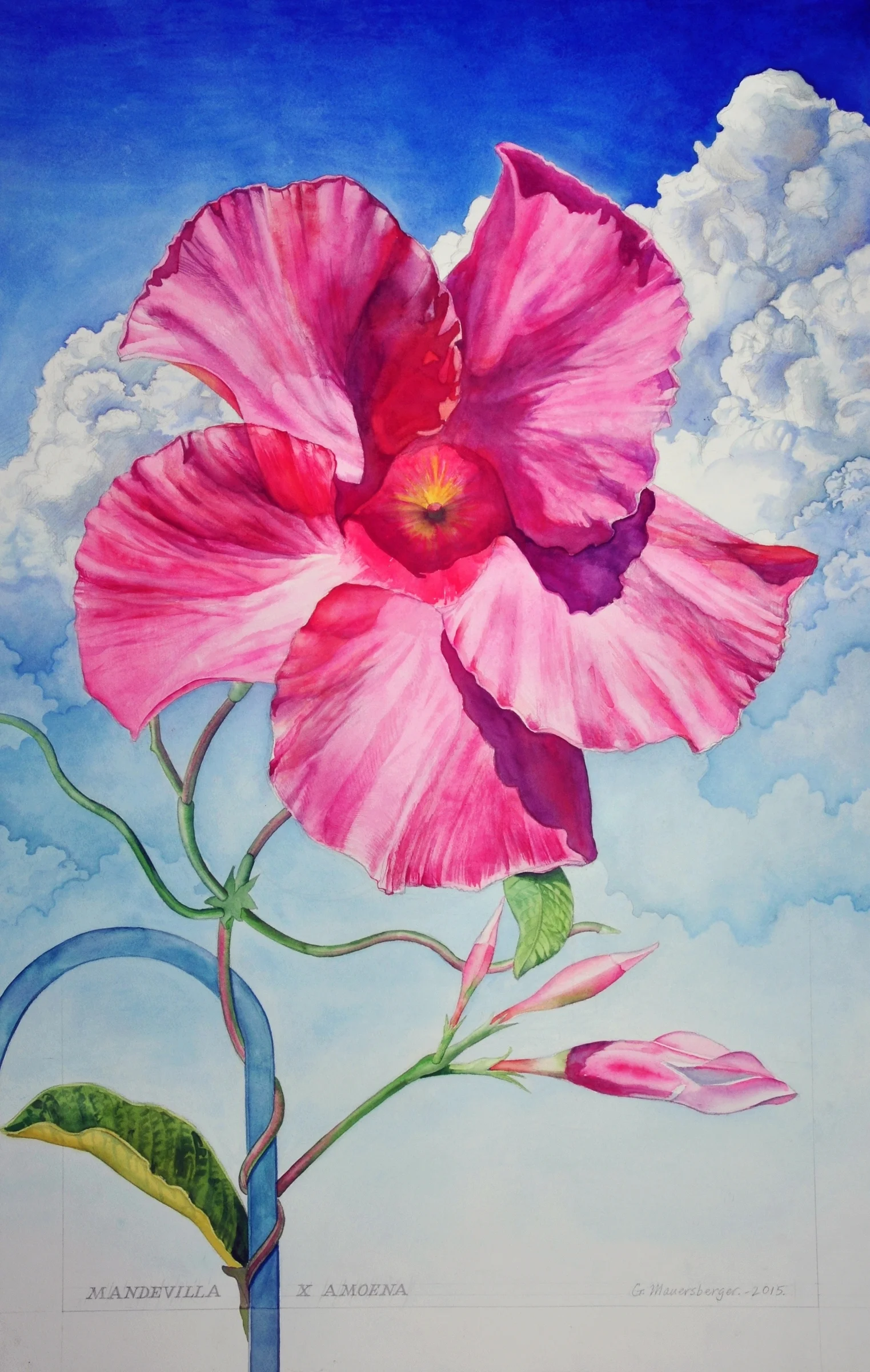Mandevilla X Amoena
