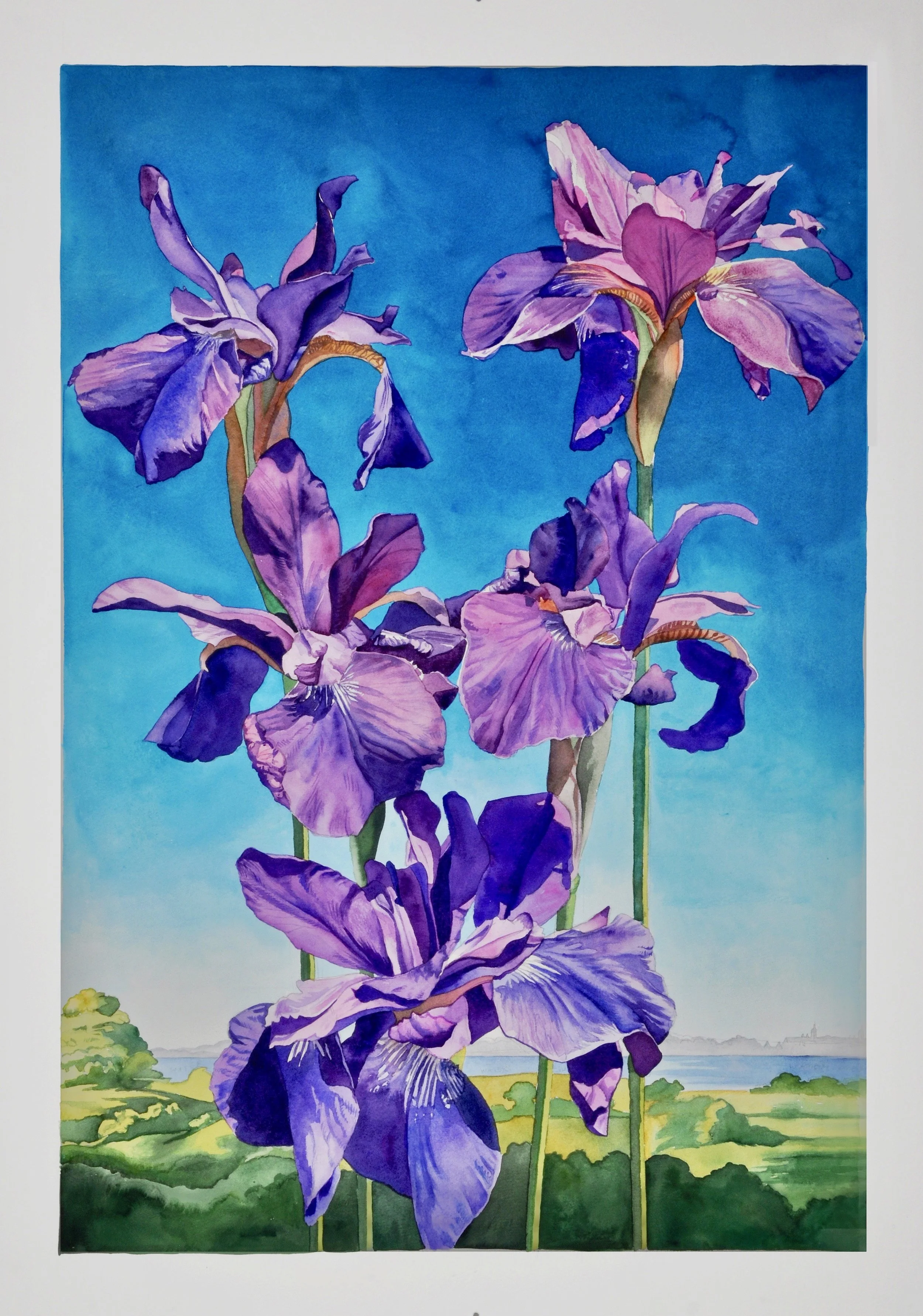 Japanese Iris