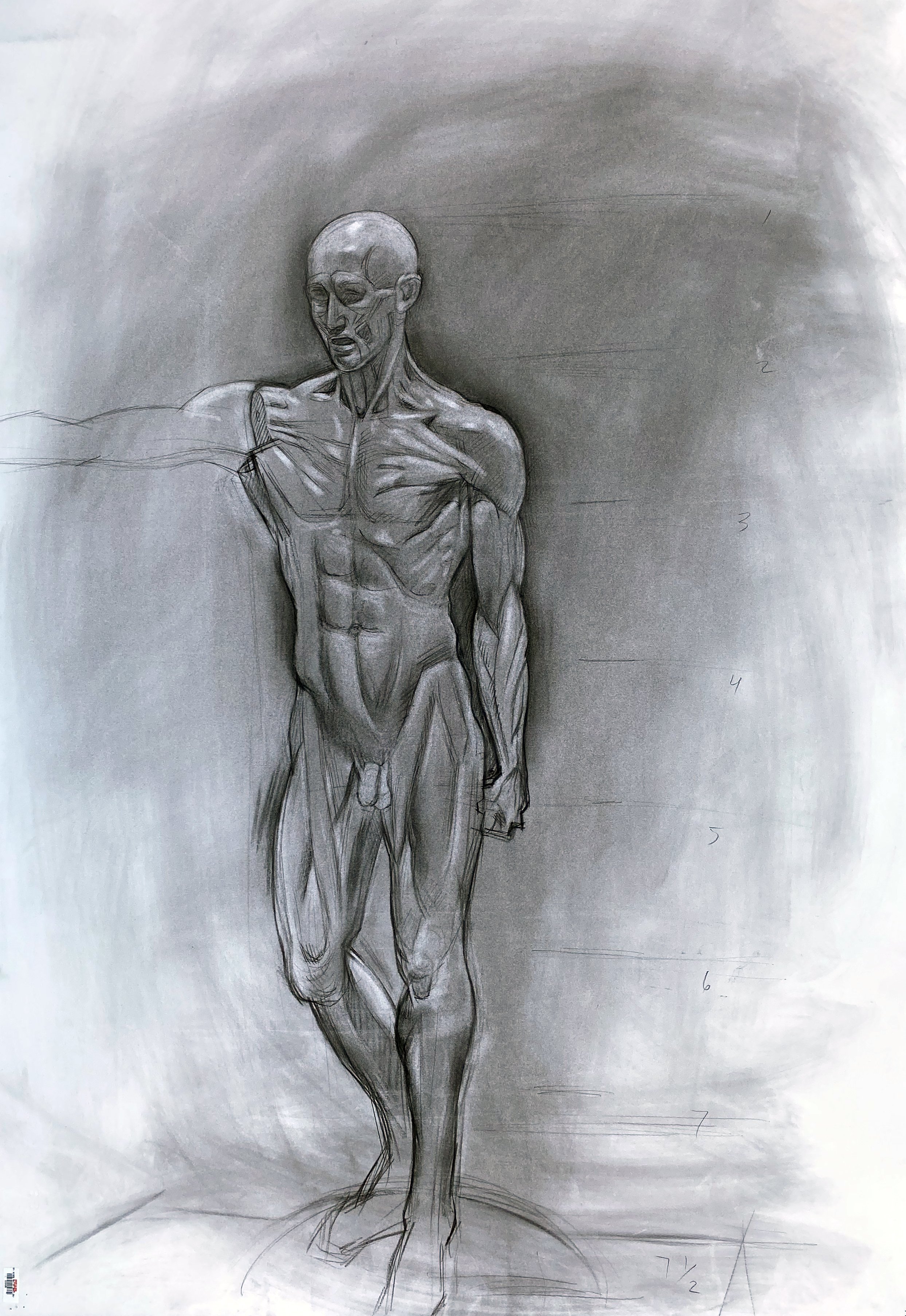 Anatomy Man 2