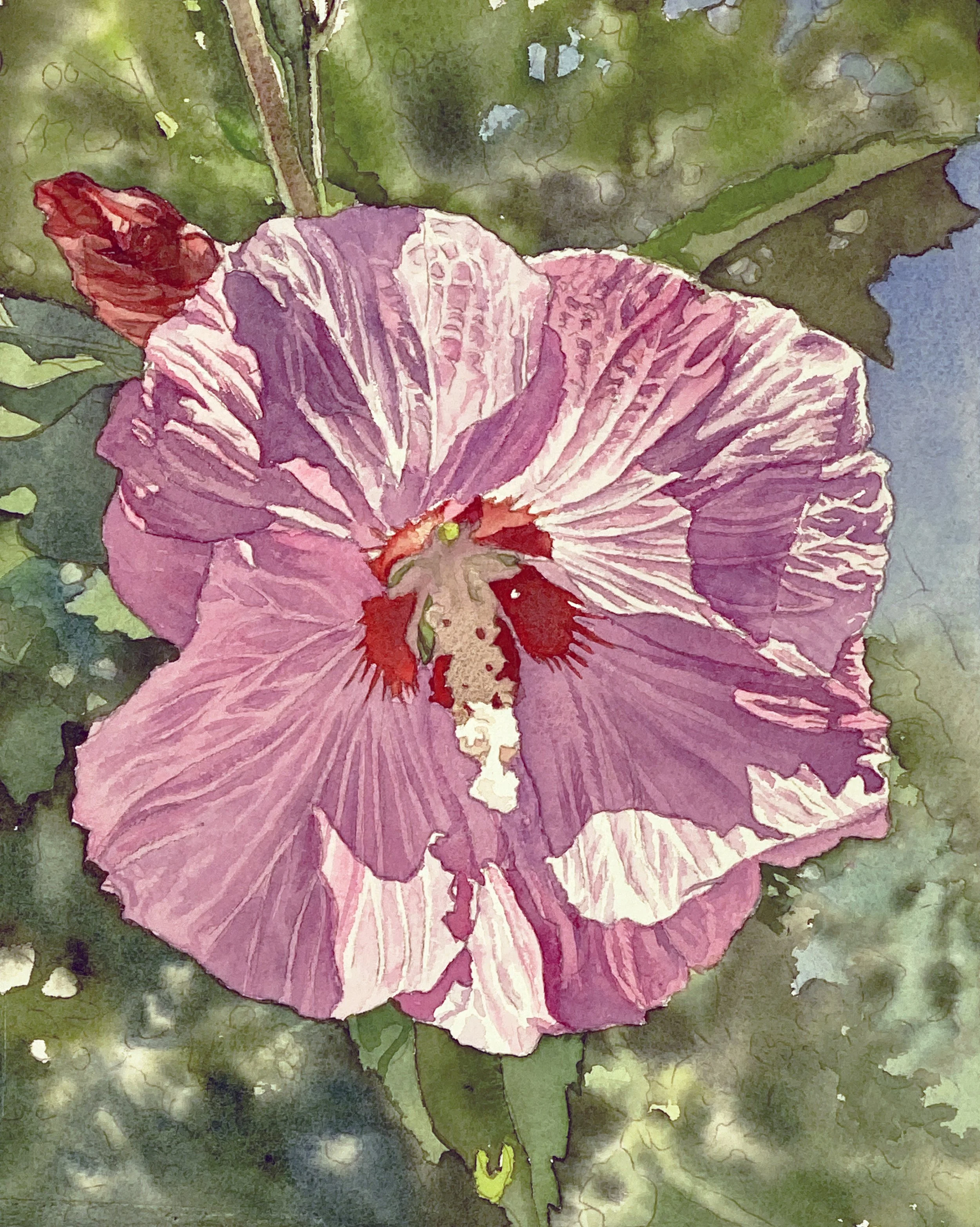 Hibiscus Syriacus 1