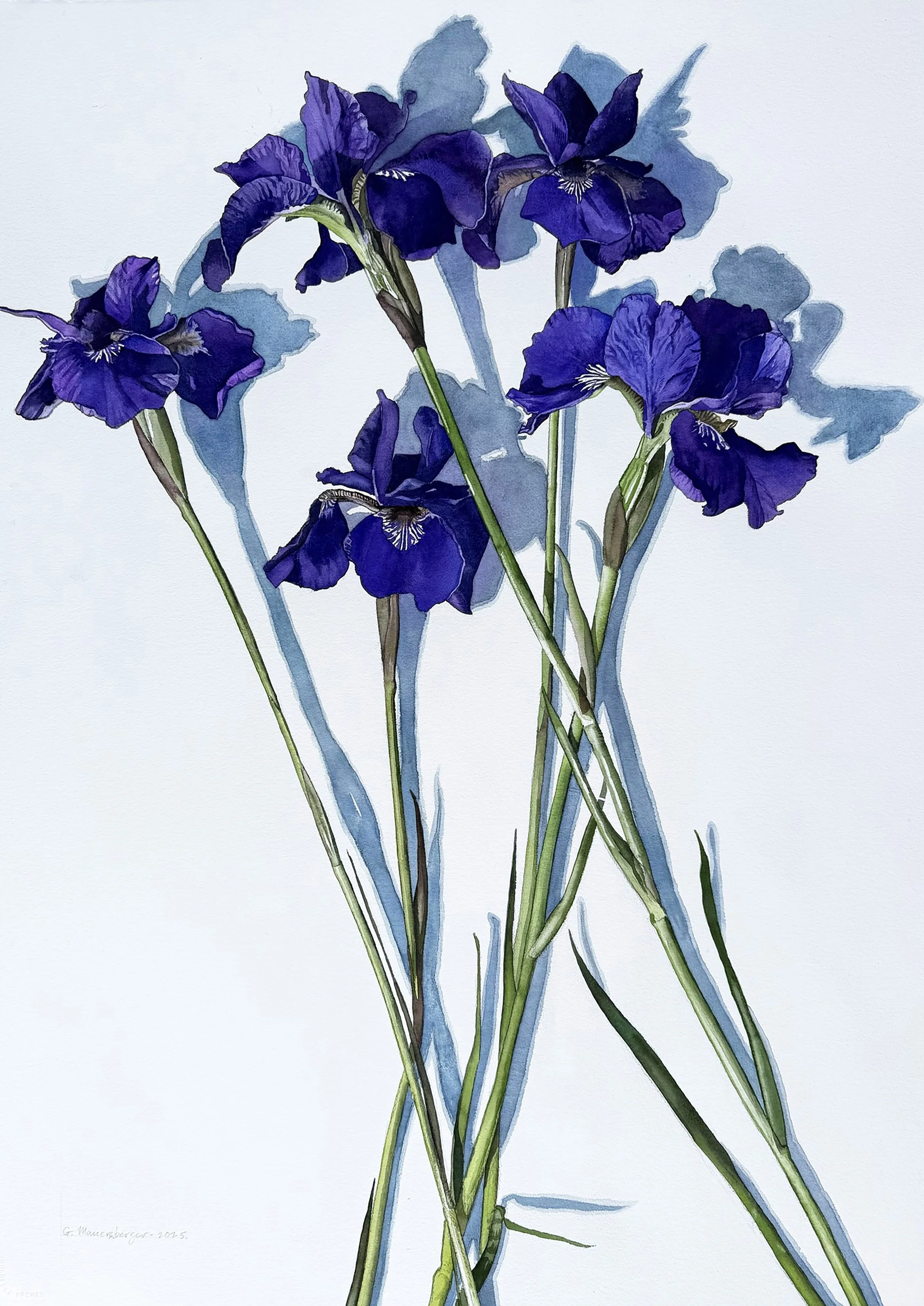 Iris Sibirica